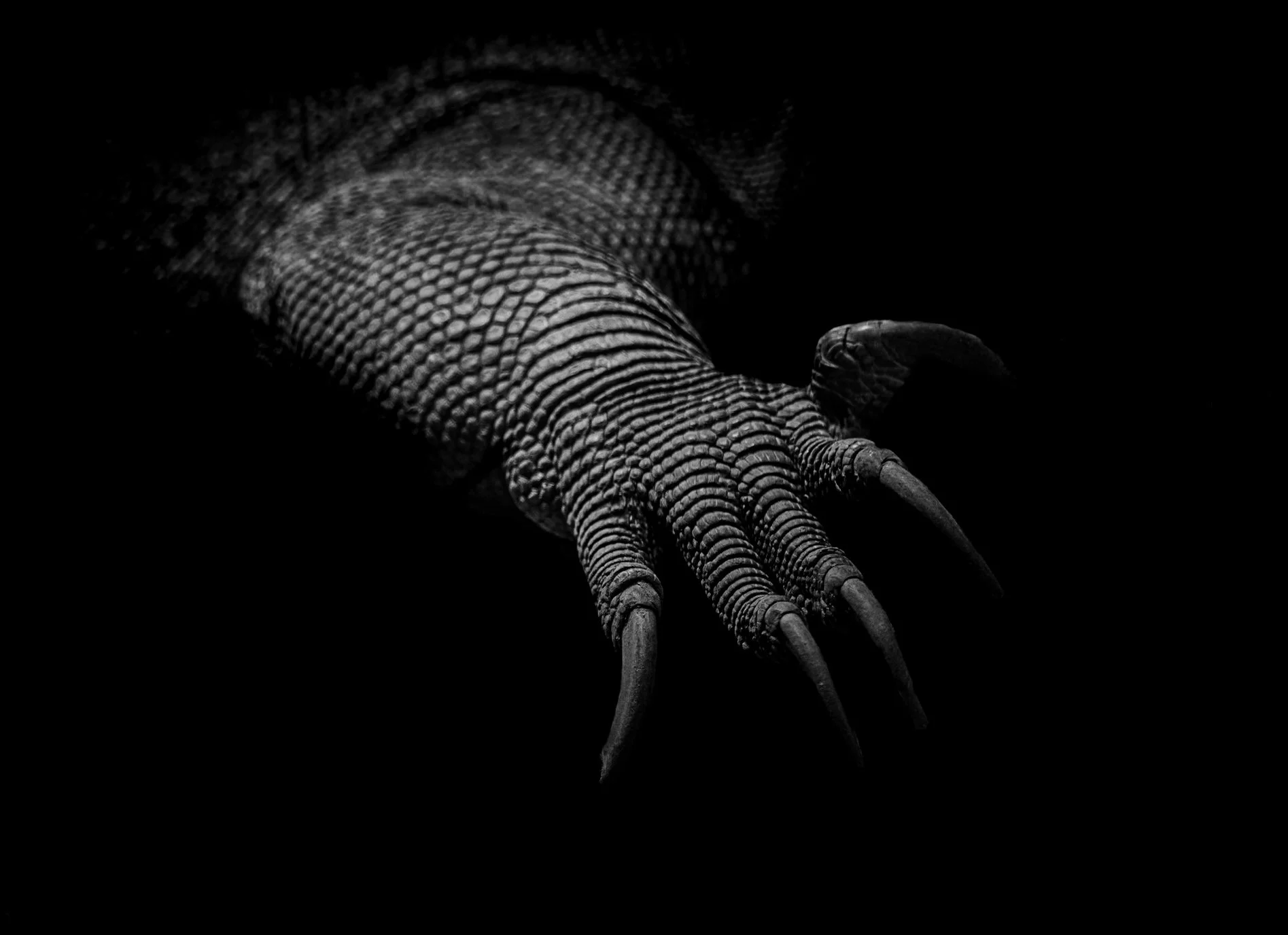 Reptile_03.JPEG