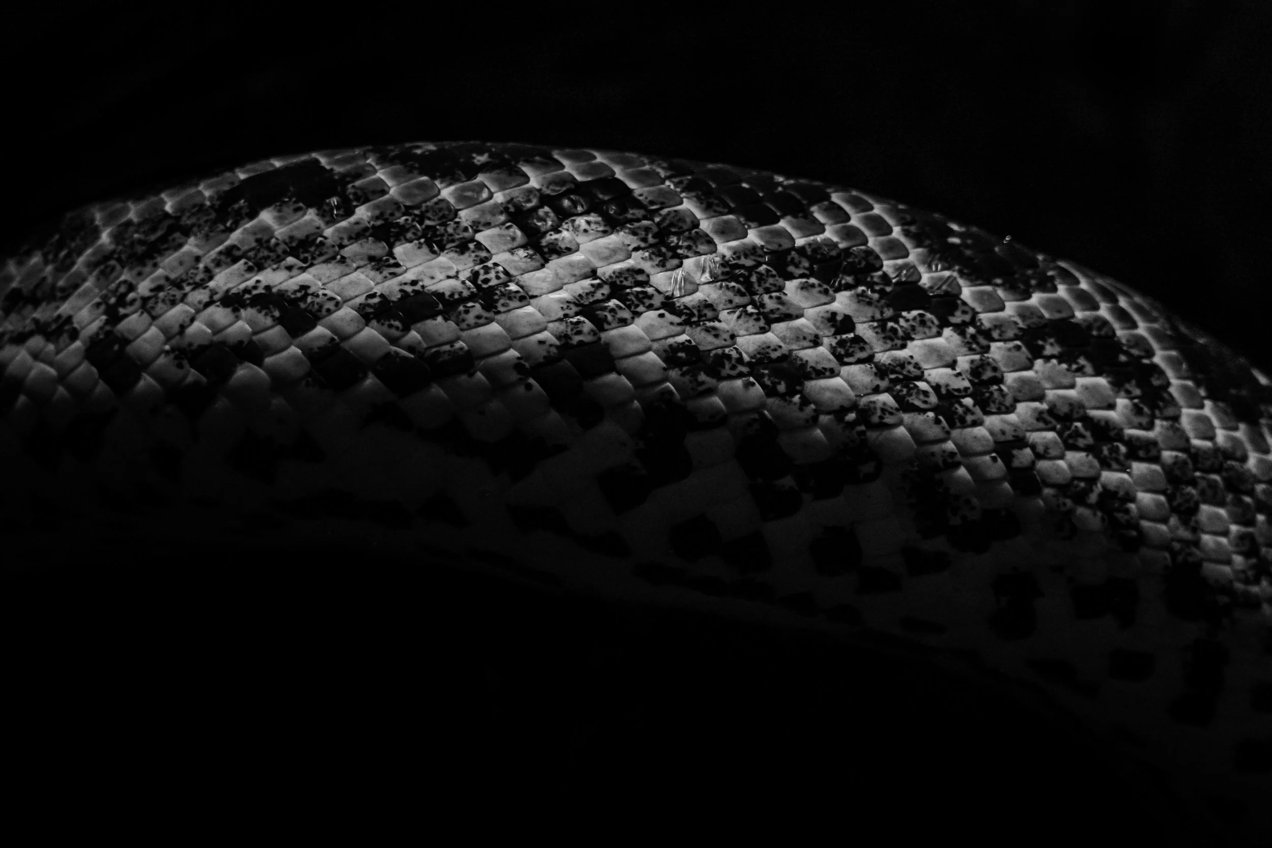 Reptile_04.JPEG