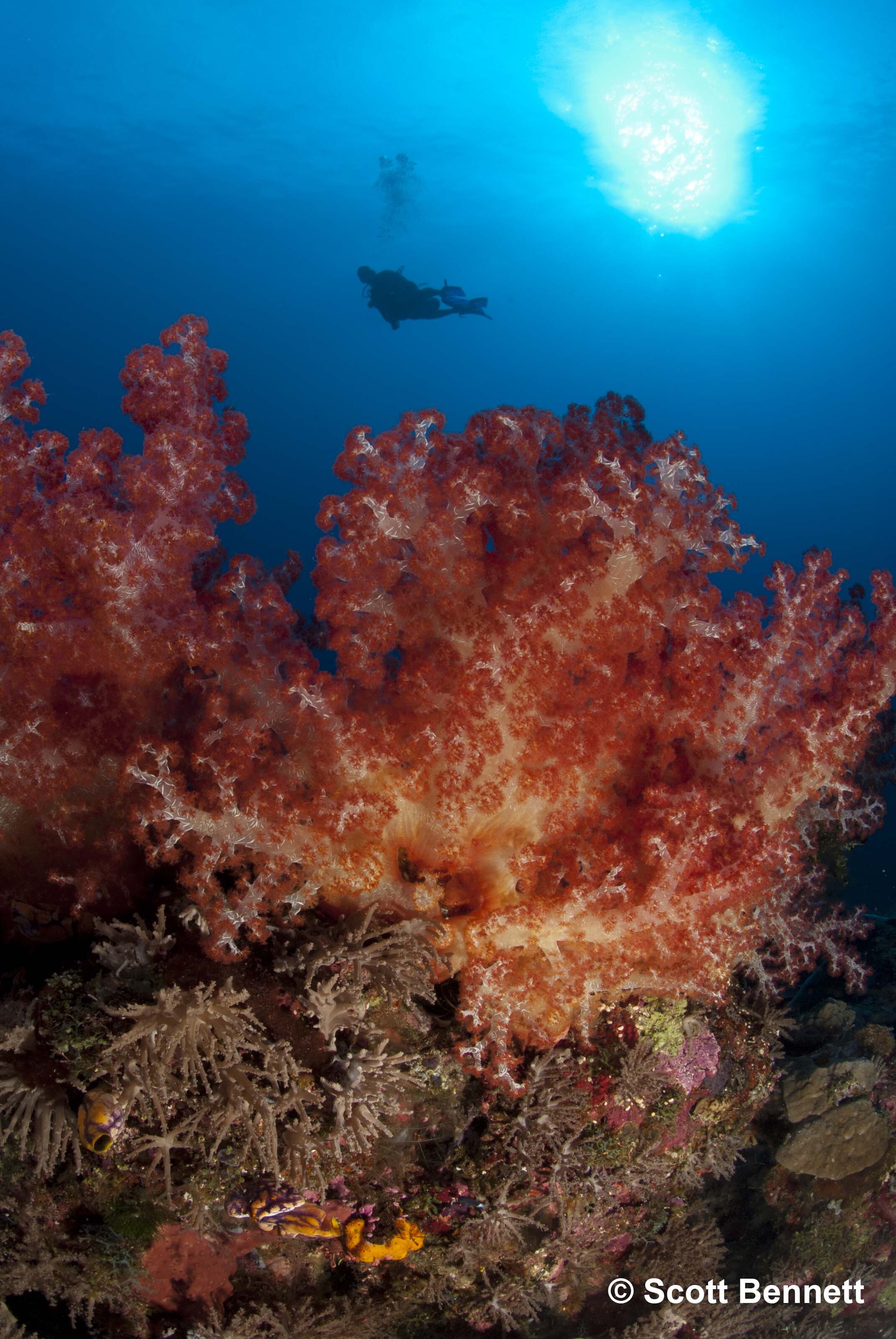 Scott Bennett Soft Corals and Diver - Arches.jpg