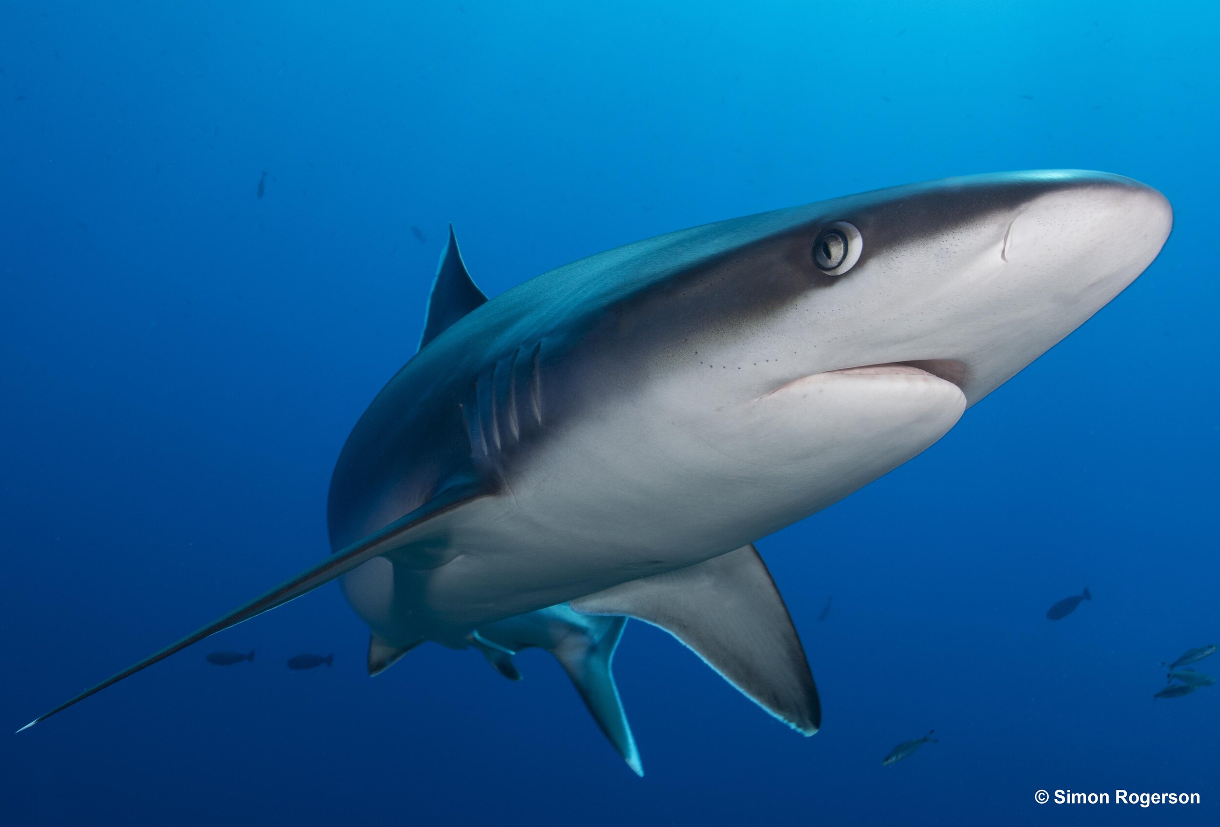 Simon Rogerson Shark 002.jpg
