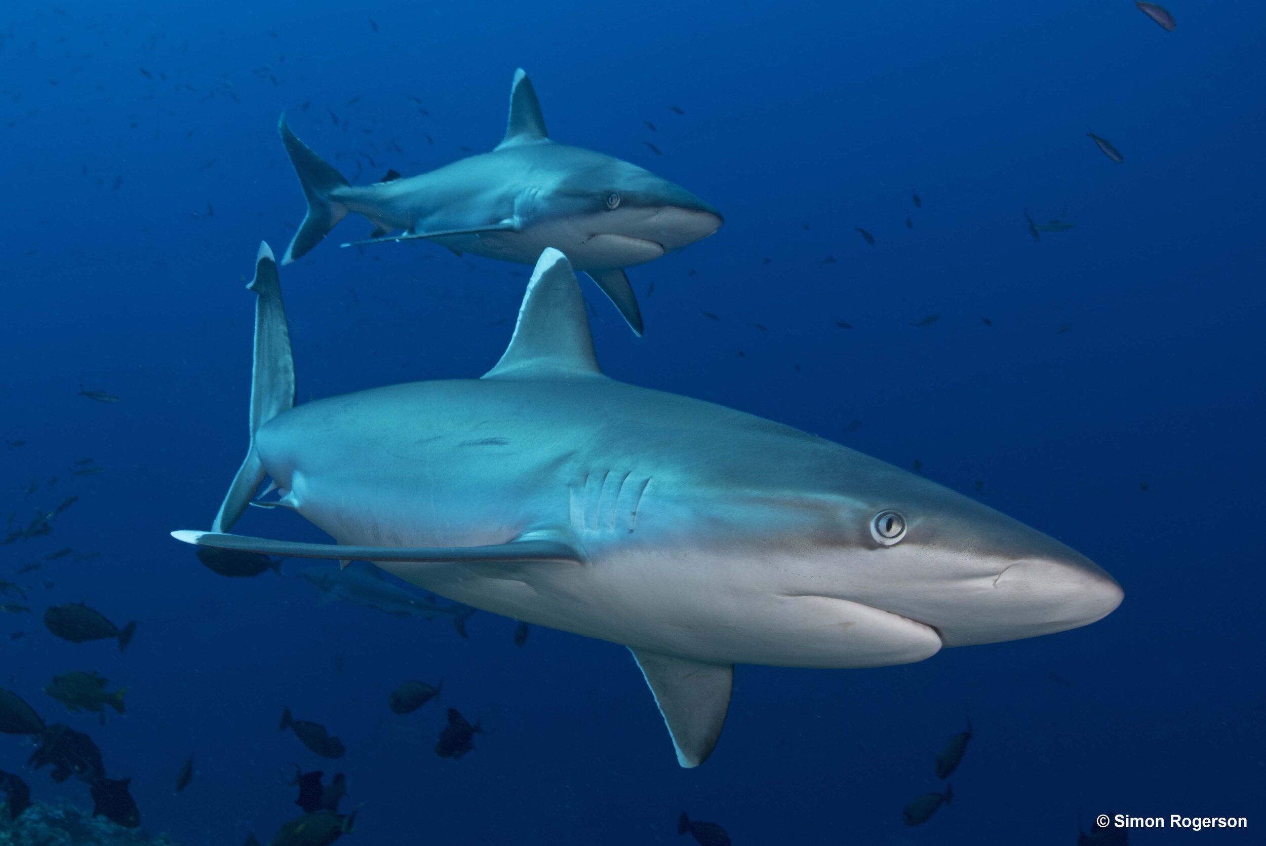 Simon Rogerson Sharks.jpg