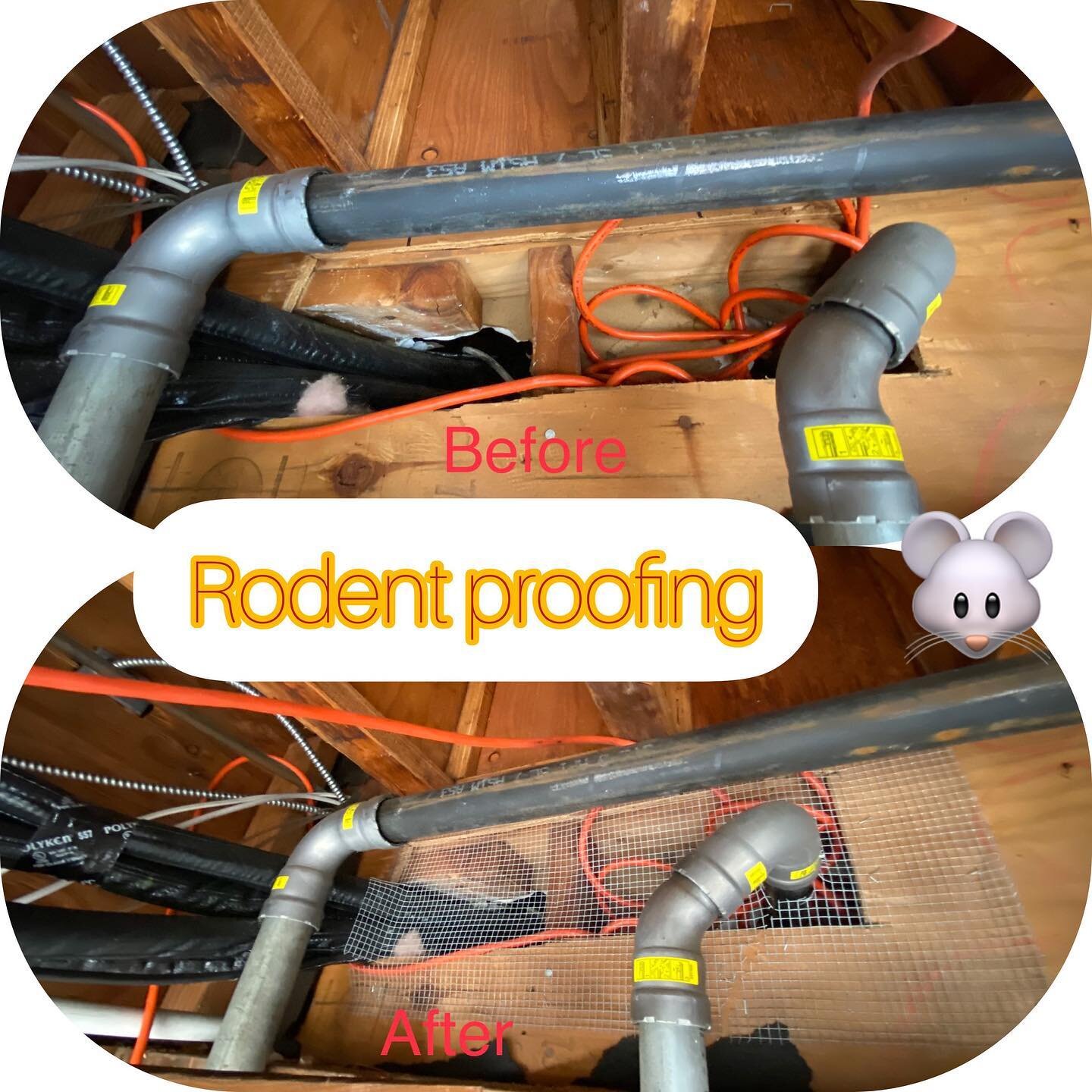 Closing rodent entrance space by Y&rsquo;s Pest Control. #rat #pestcontrol #mice #proofing