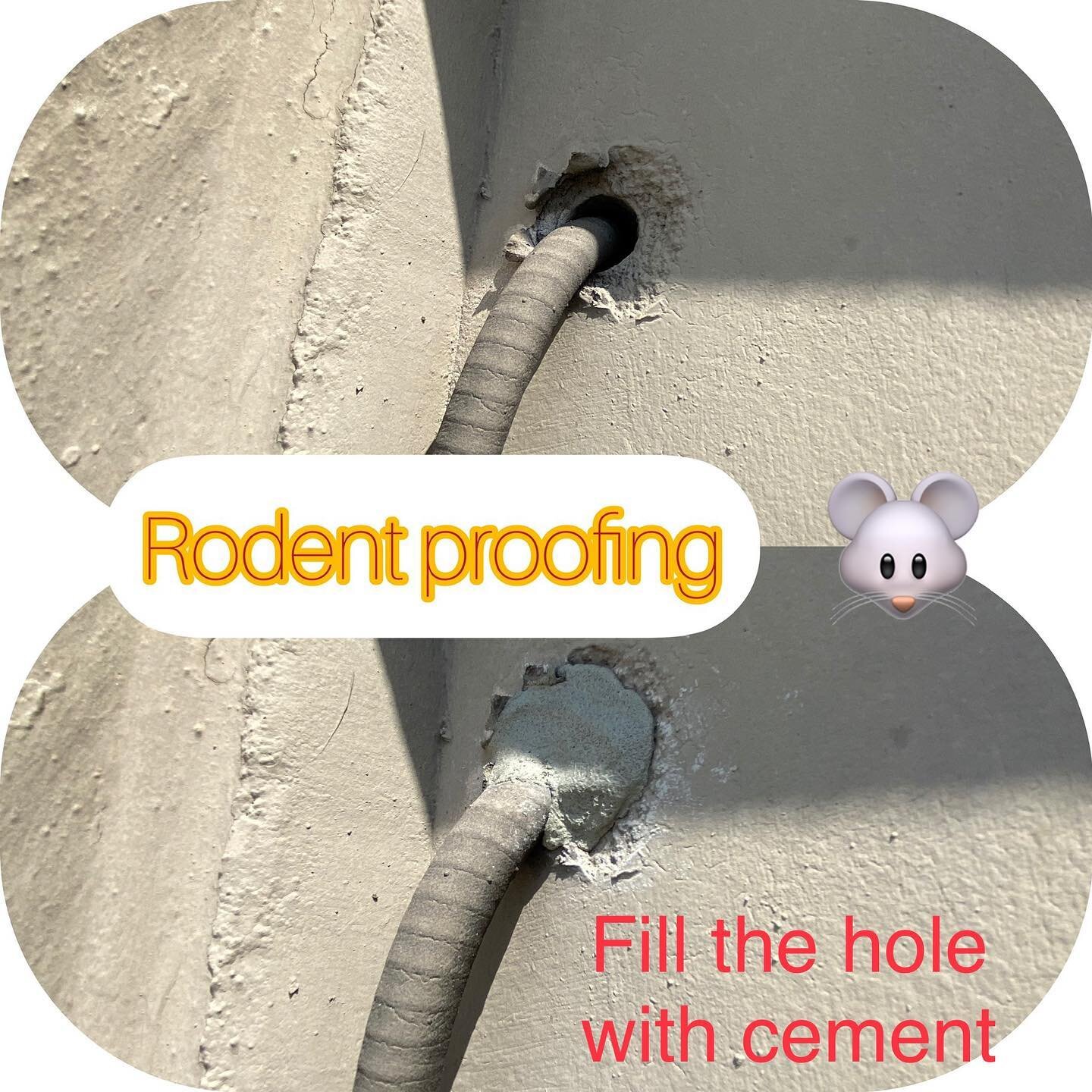 Fill the hole with cement for rodent proofing by Y&rsquo;s Pest Control. 424-571-0528
#pestcontrol #rat #mice #rodent
