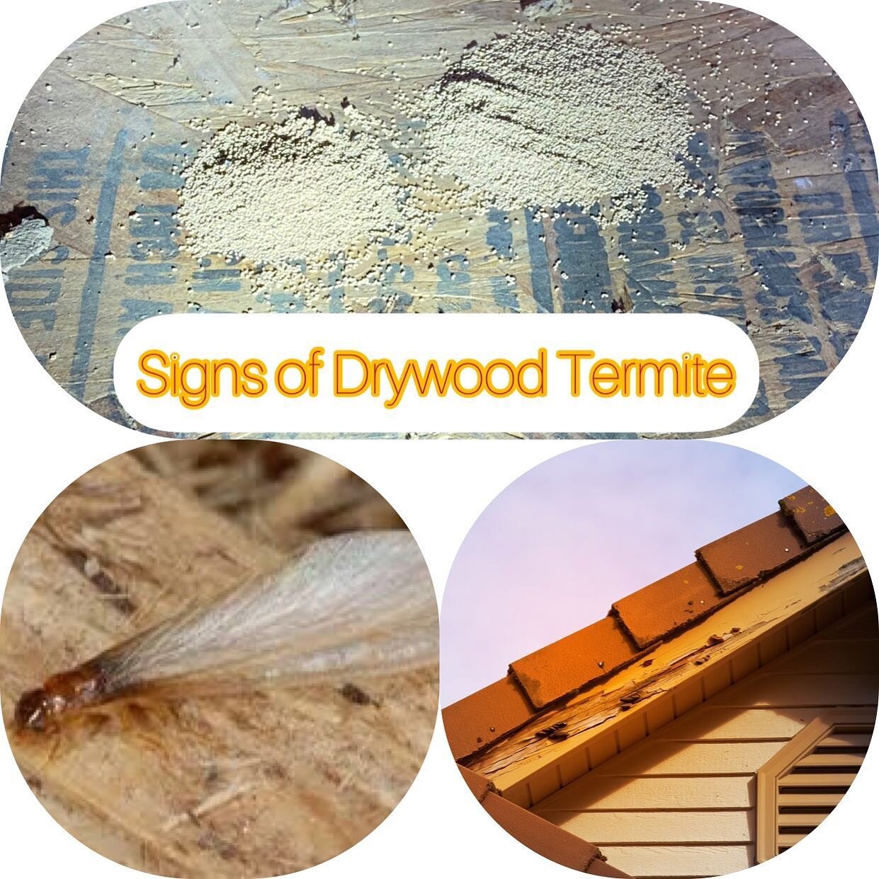 Signs of drywood termite: droppings, swarmers and wood damage. #termite #pestcontrol
