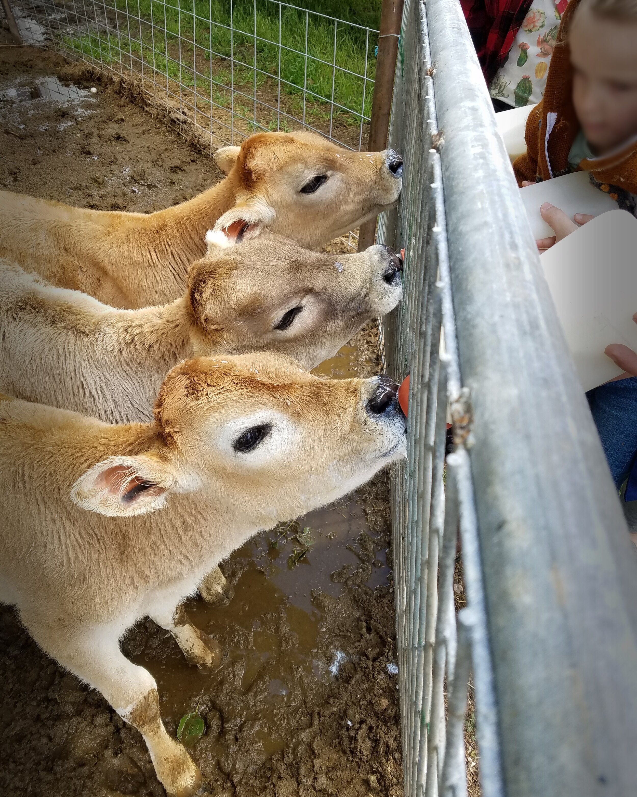 05.19 feeding calves.jpg