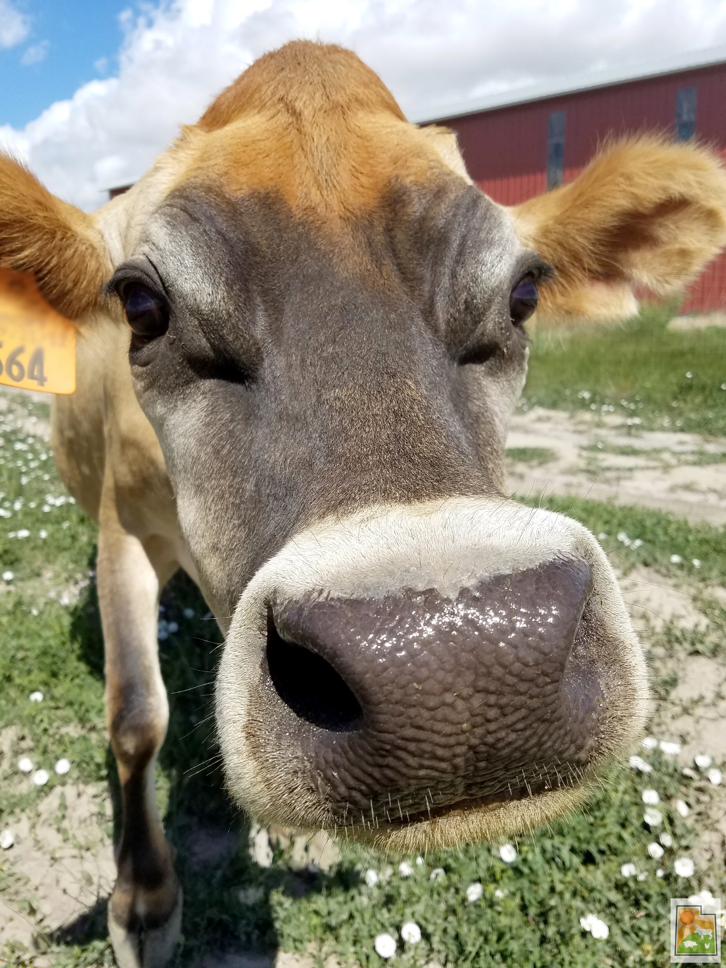 3 Reasons to Drink Raw Milk (& 1 Reason Not To!) — Utah Natural Meat