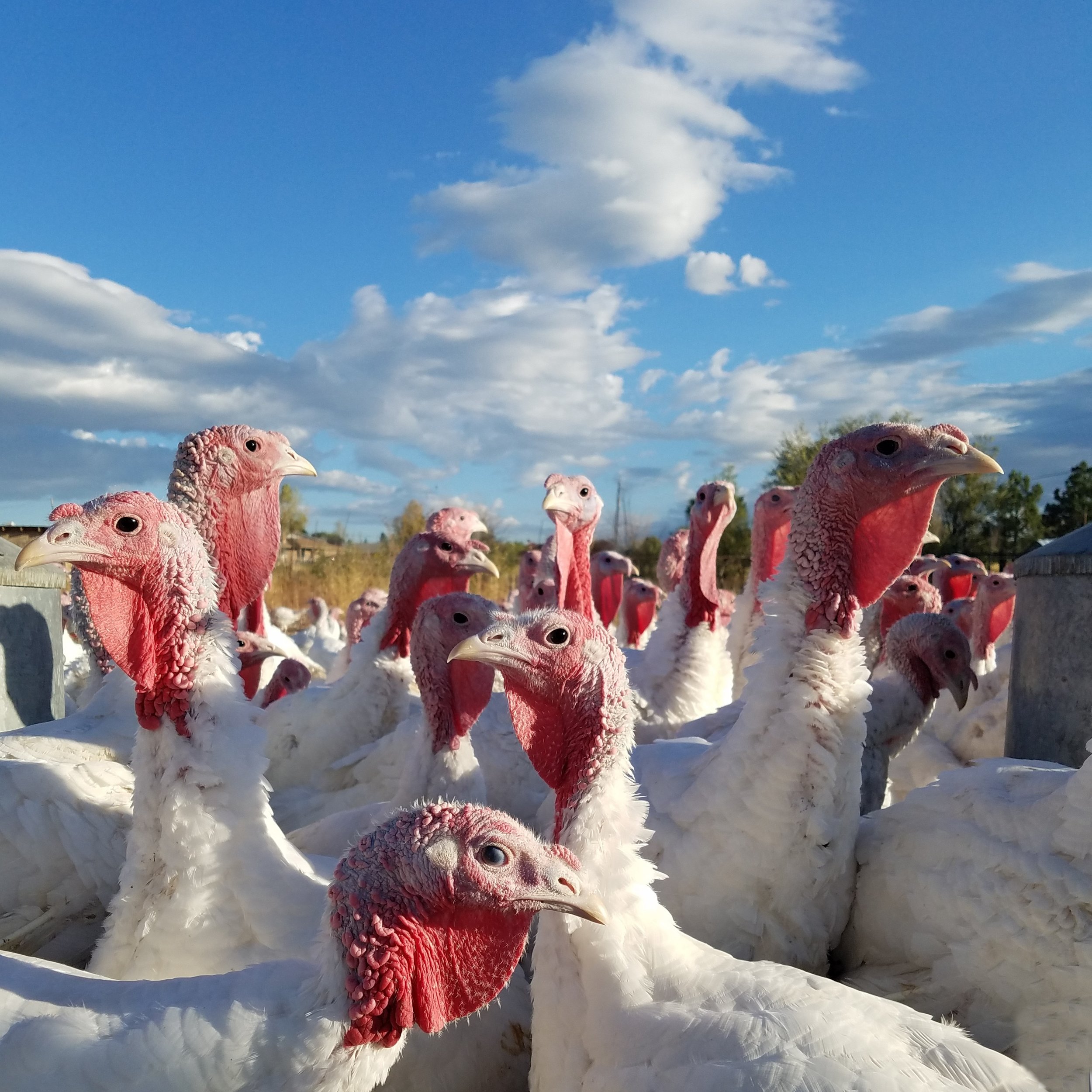 10.18 turkeys.jpg