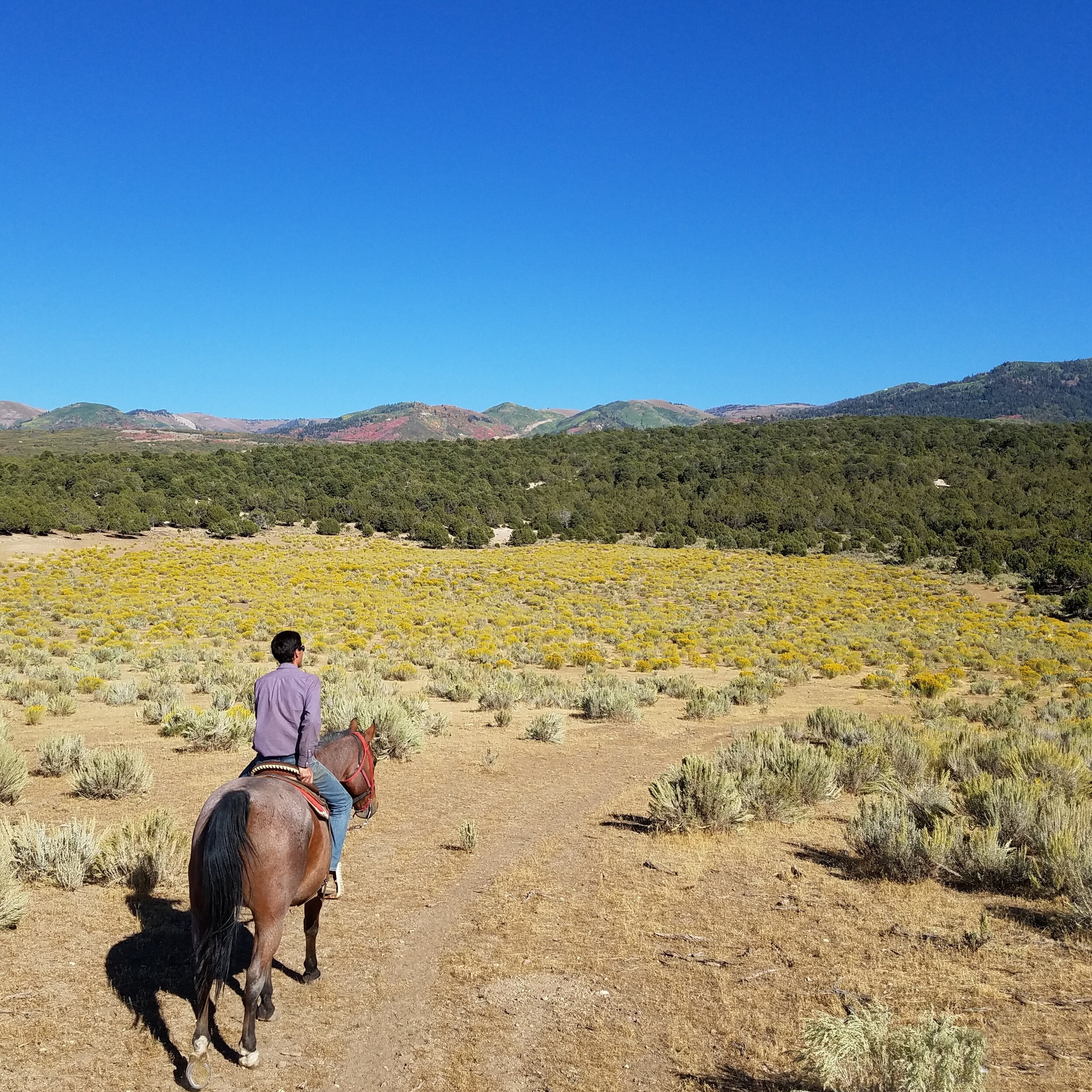 https://images.squarespace-cdn.com/content/v1/5d82f51ce4293f111b63b5d8/1574454043537-SVRSWU3XRWMLD5D13BQA/horseback+riding+fields+fall+Utah.jpg