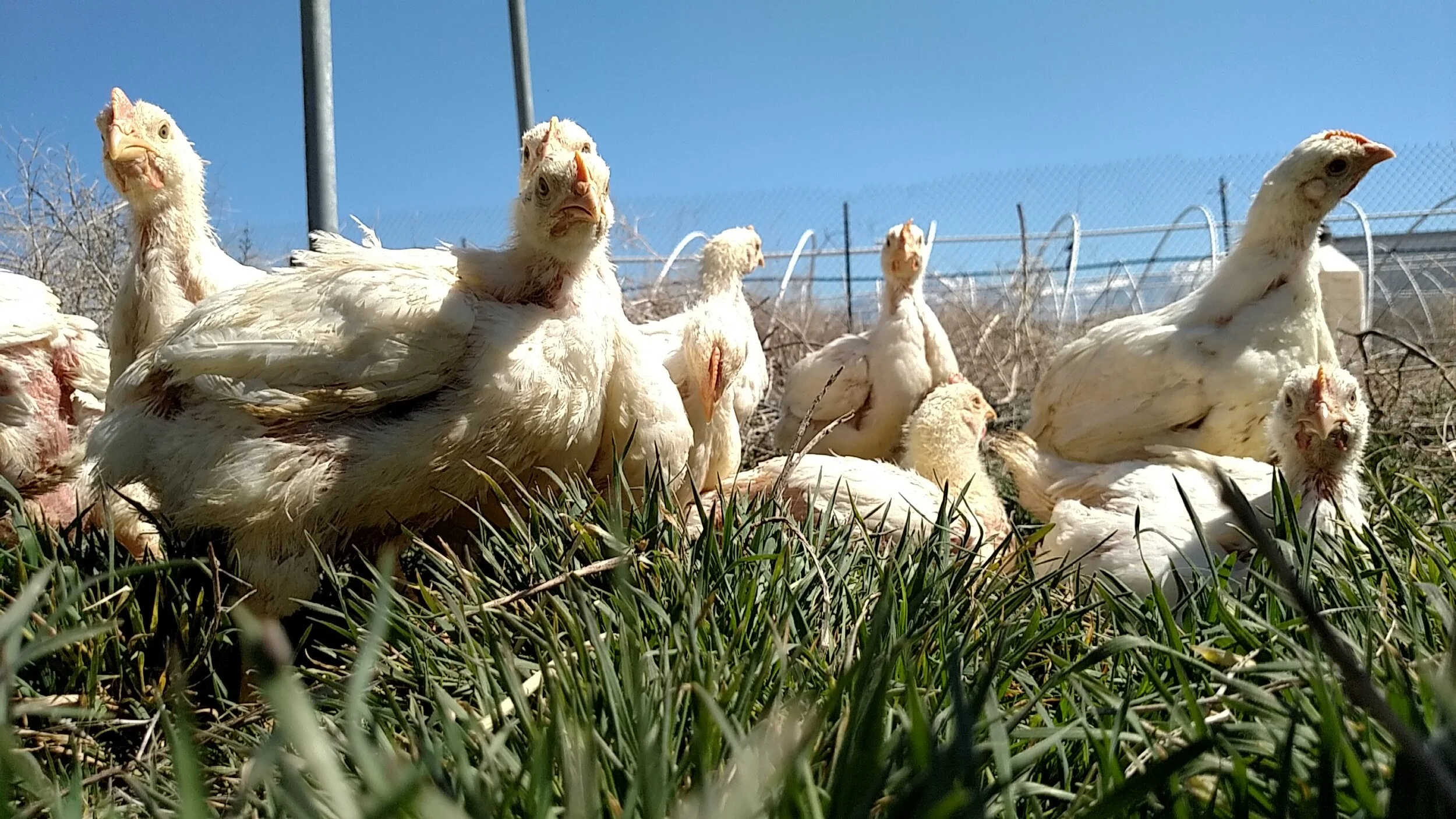 "New Regulation for Poultry Produced in Utah" - Fox13 News