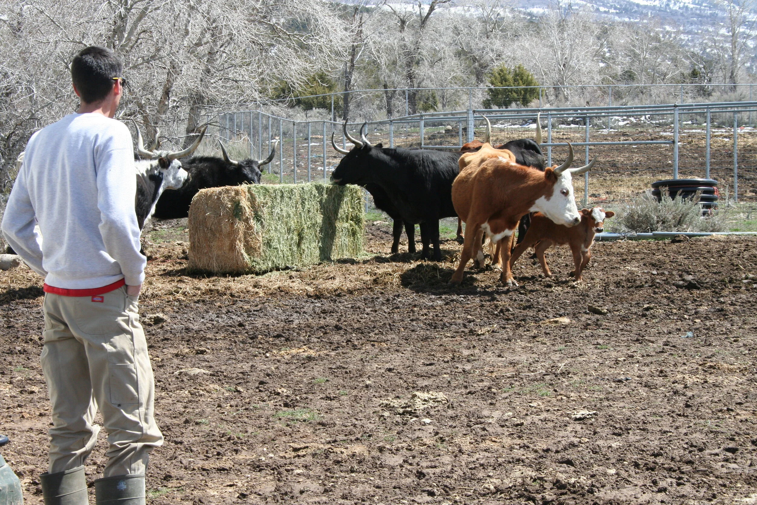 "Where's the Beef (And Lamb, Poultry, Pork..?) - Catalyst Magazine