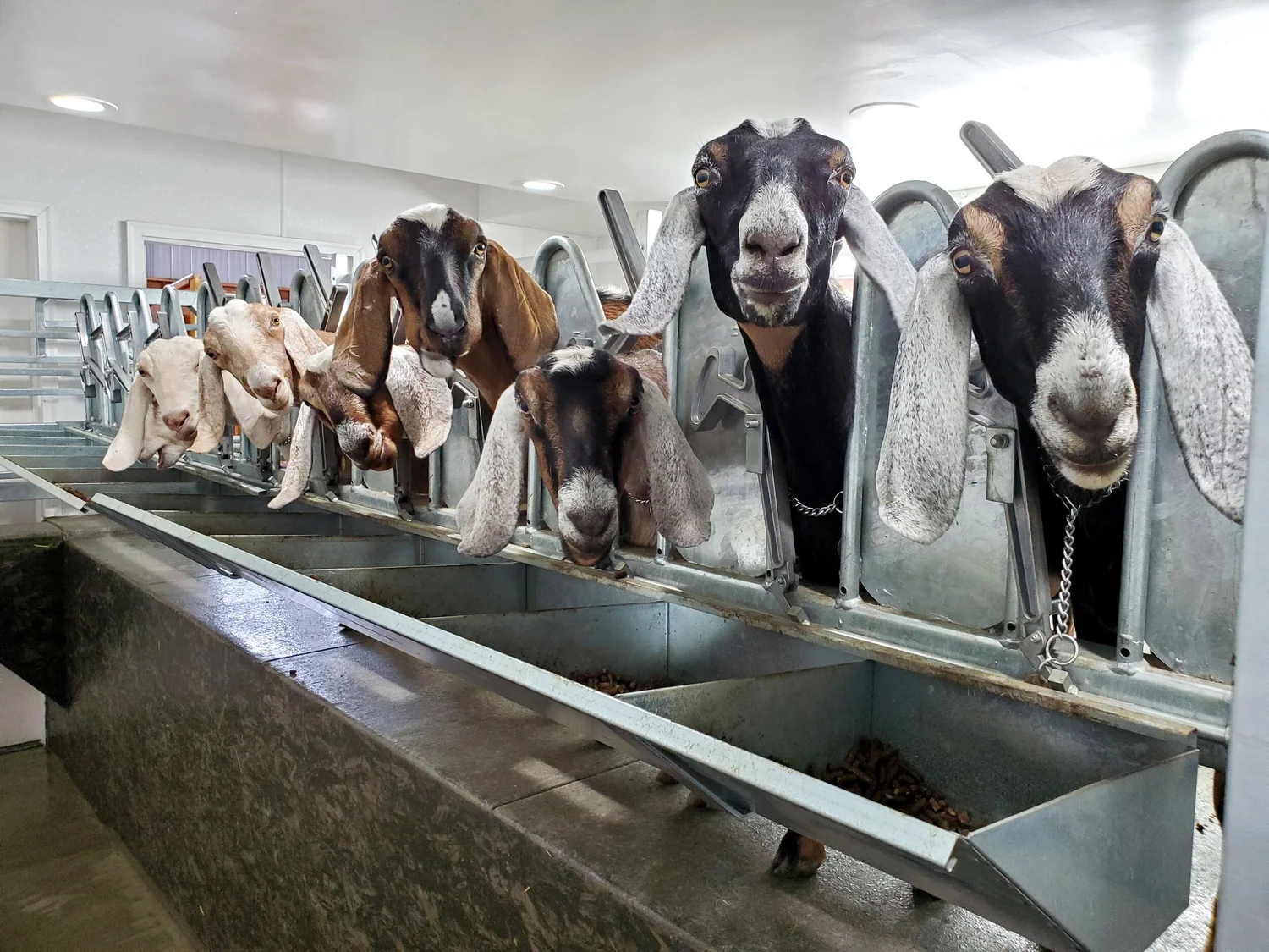 Raw Goat Milk - Dutch Meadows Farm