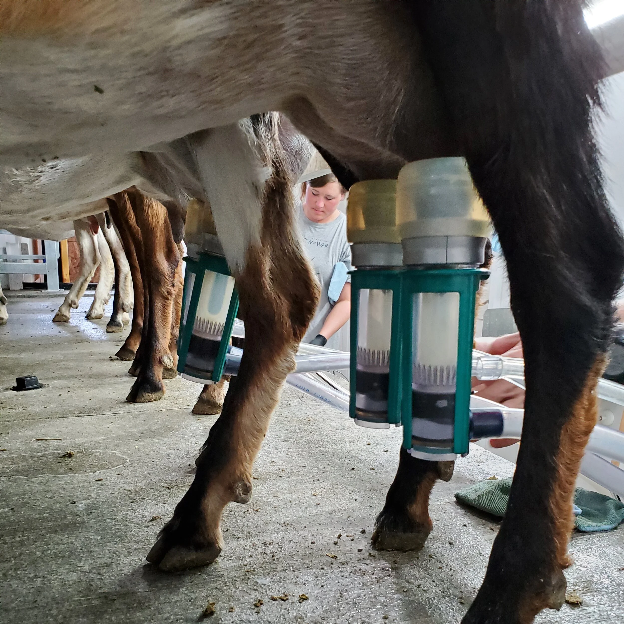 Goat milk for sale near me