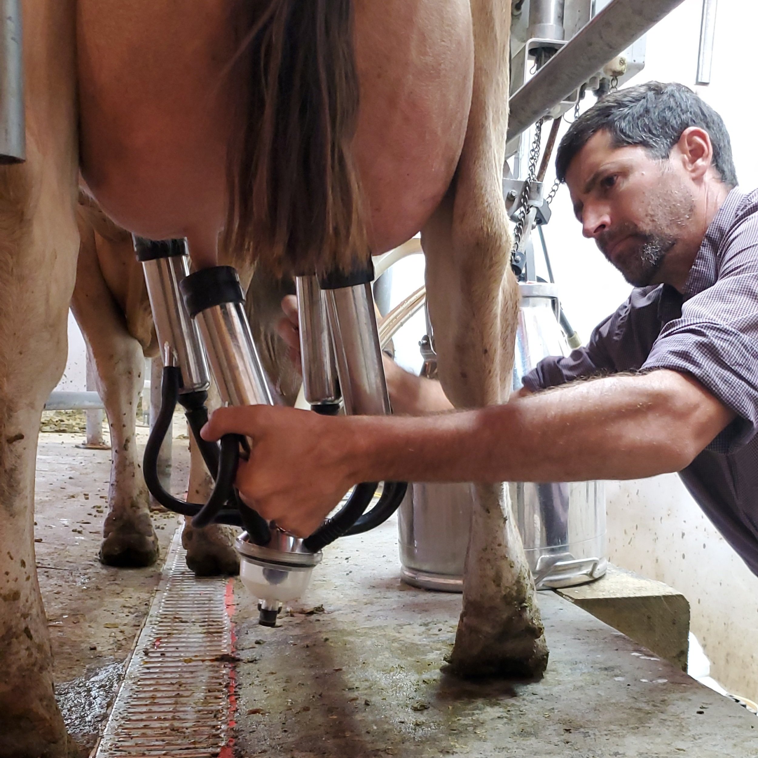 milking cows job at raw dairy for Utah Natural Meat