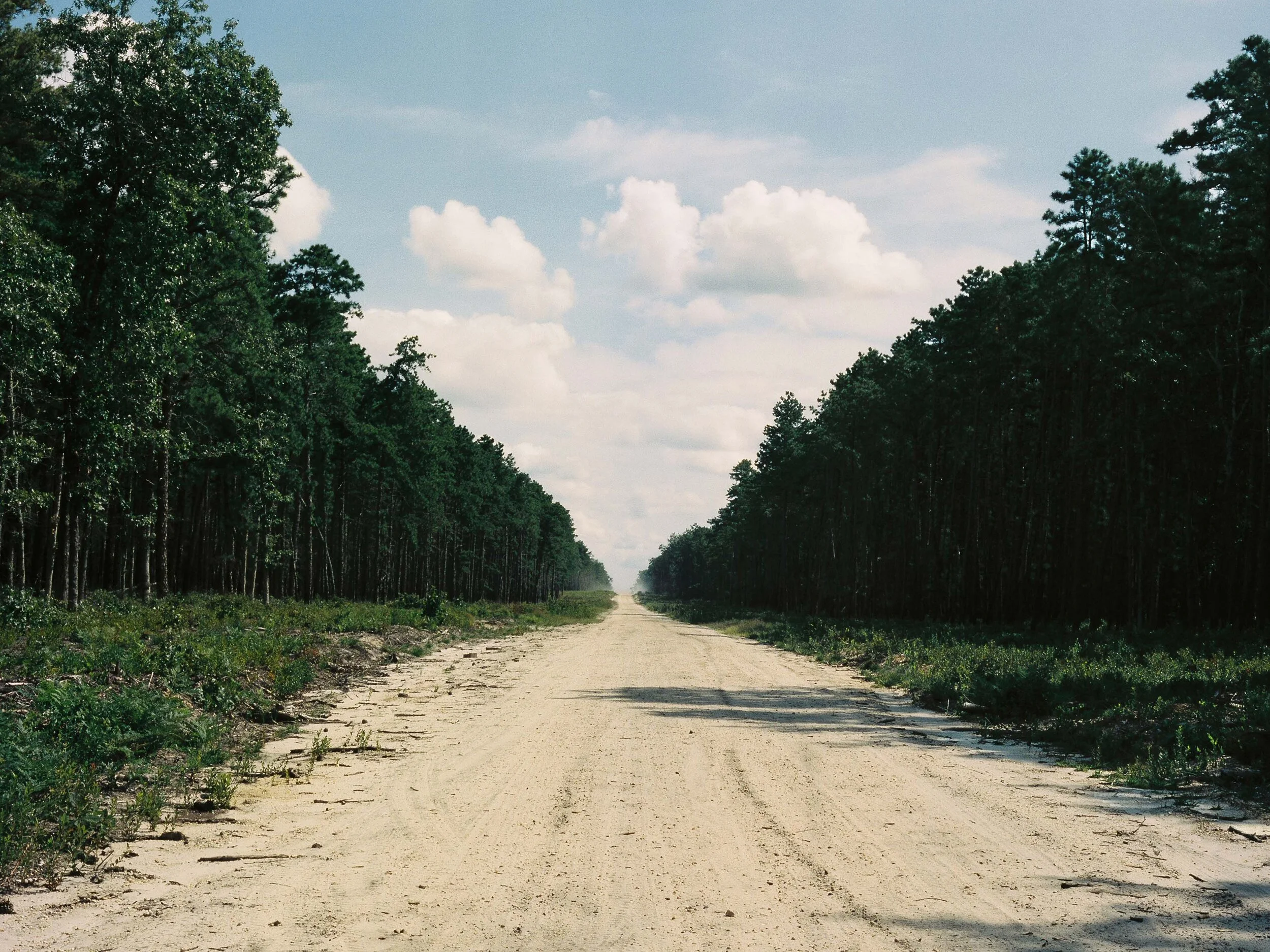 Dirt Road, Pines