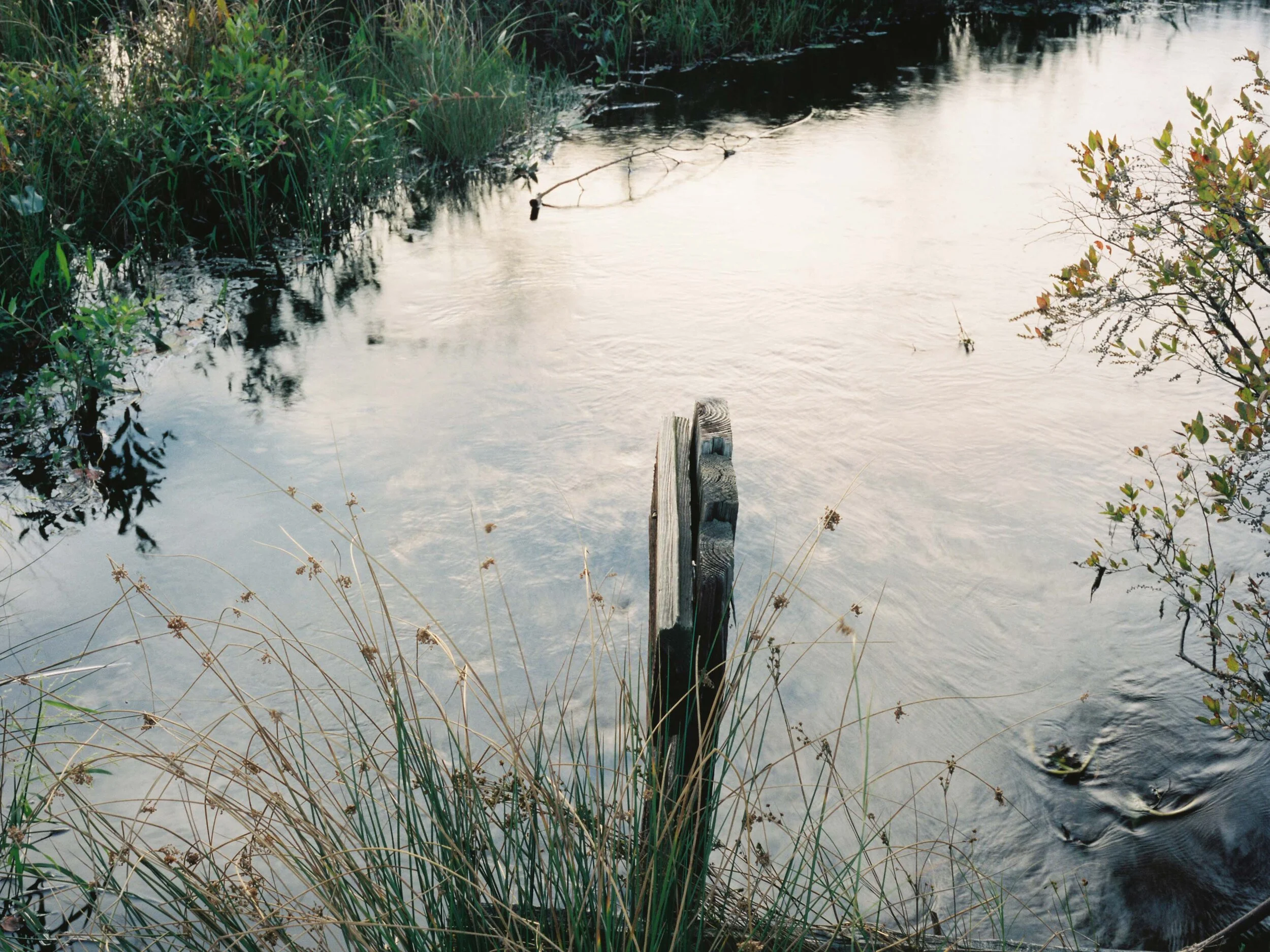 Pine Barrens Misc 006 SM.jpg