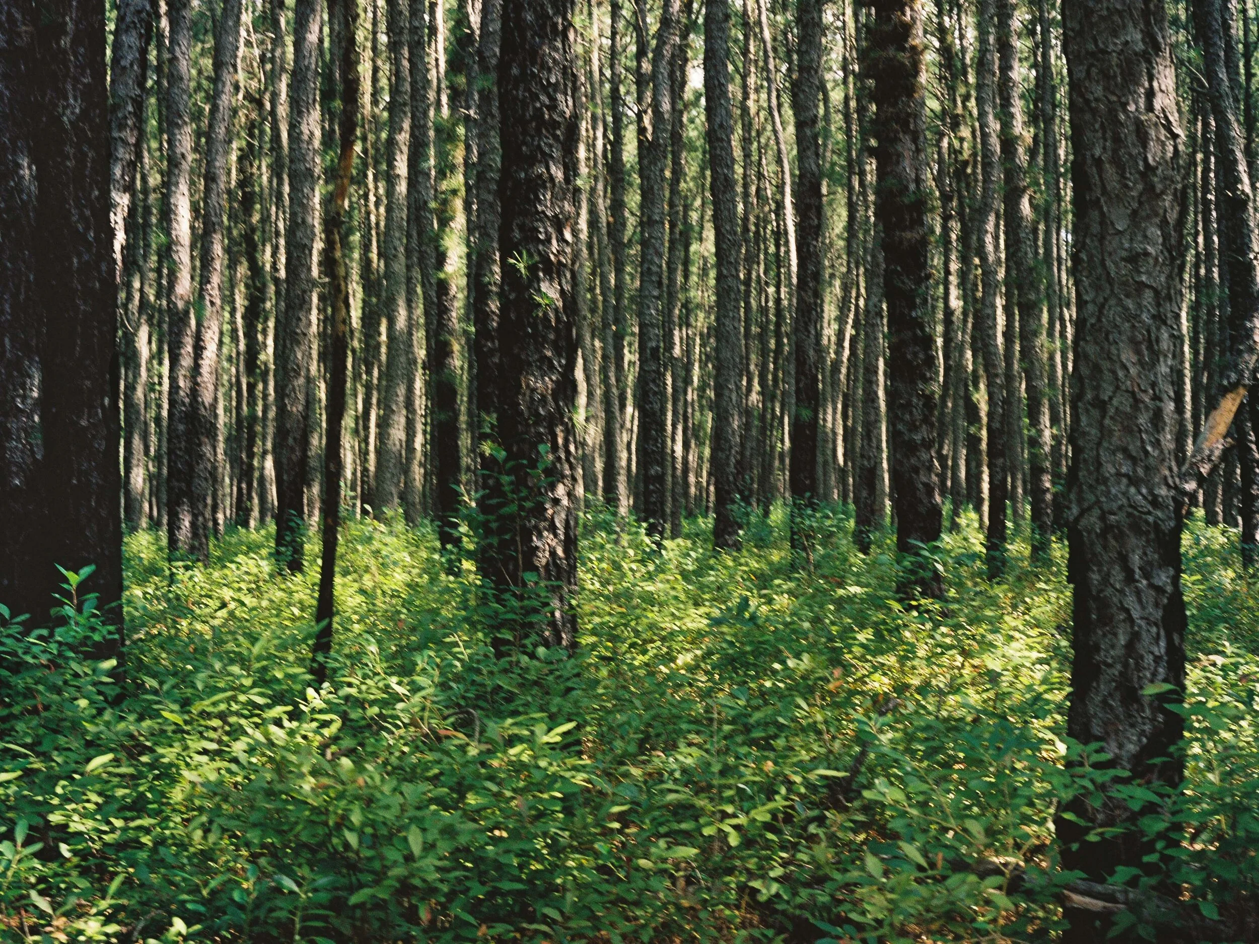 Pines: Summer