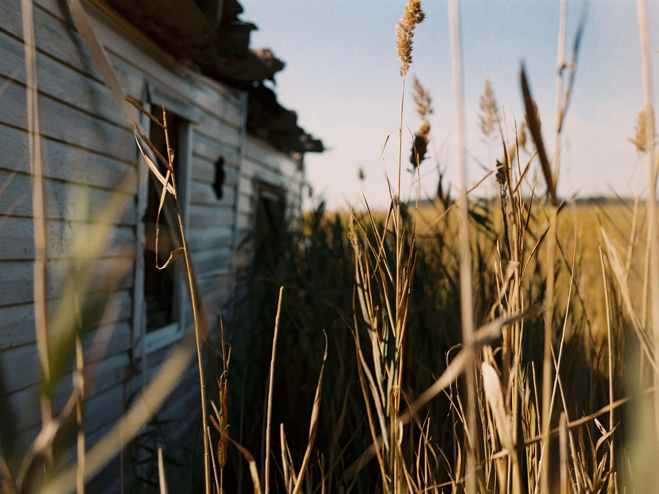 In the Grass