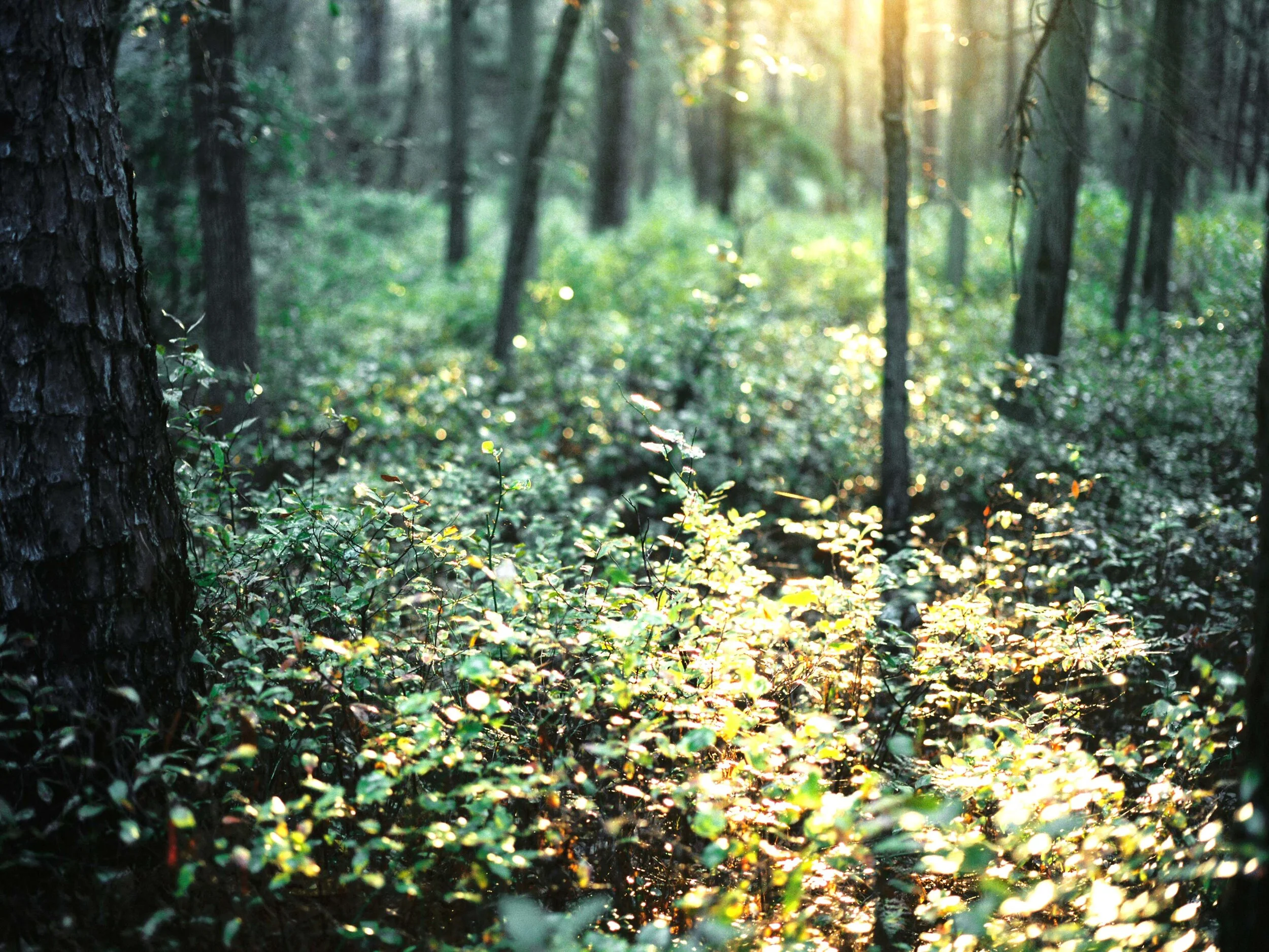 Pines, Undergrowth: Morning
