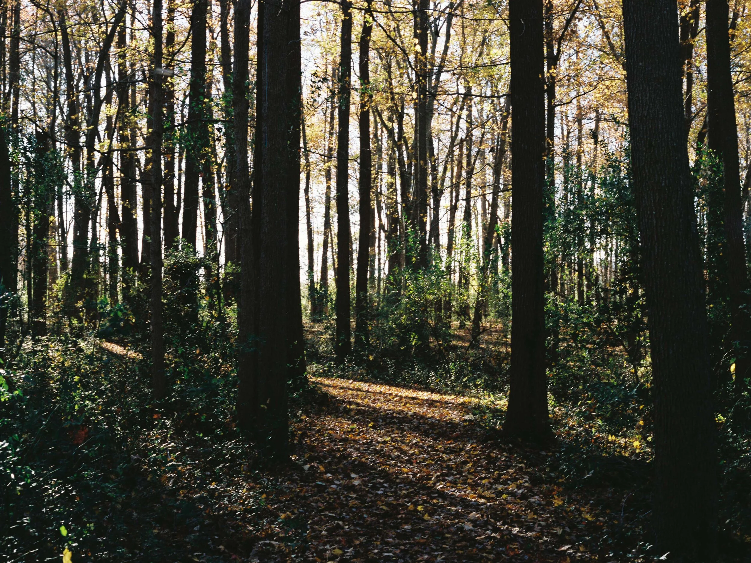 Pines: Trail