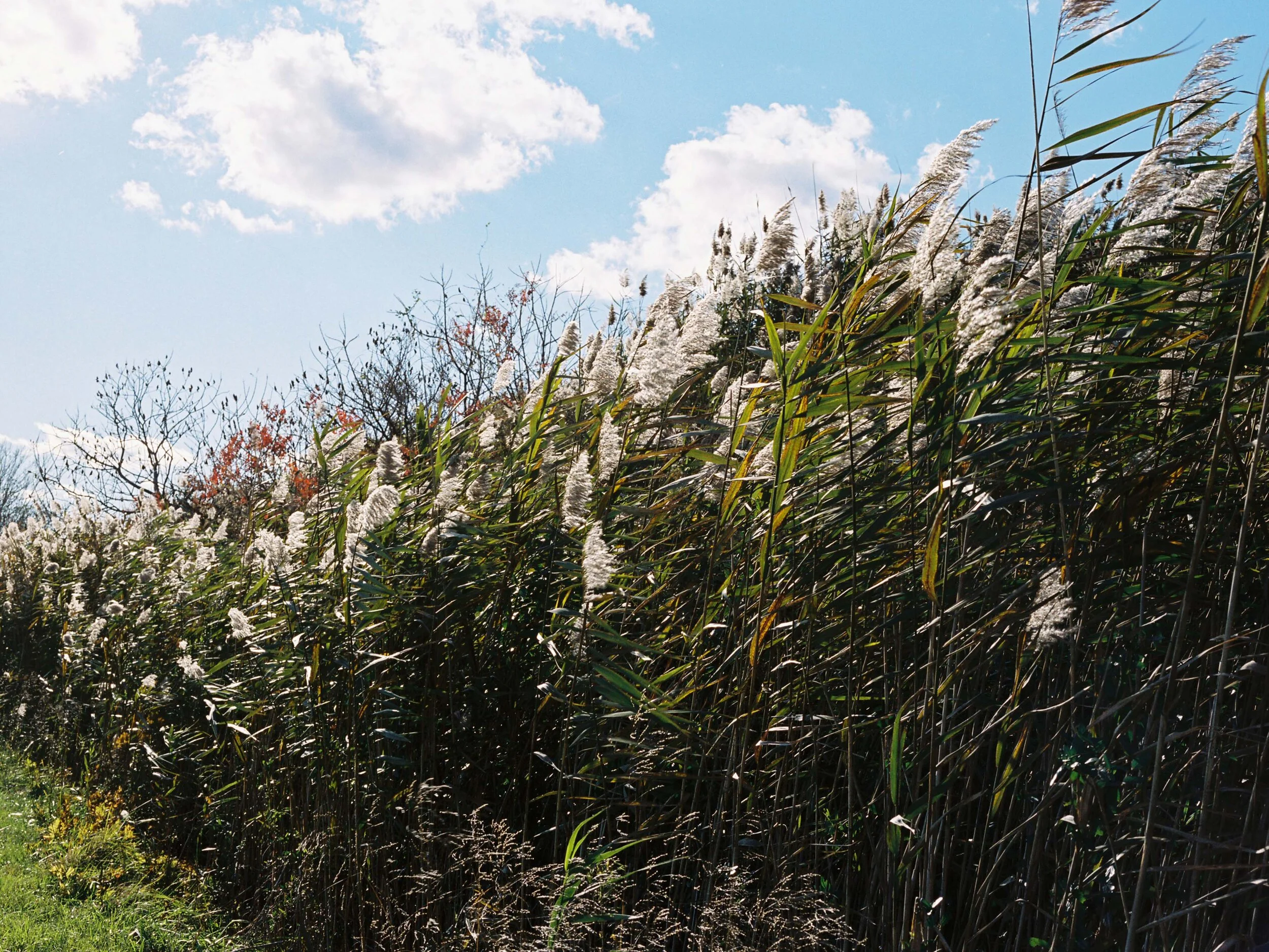 Phragmites