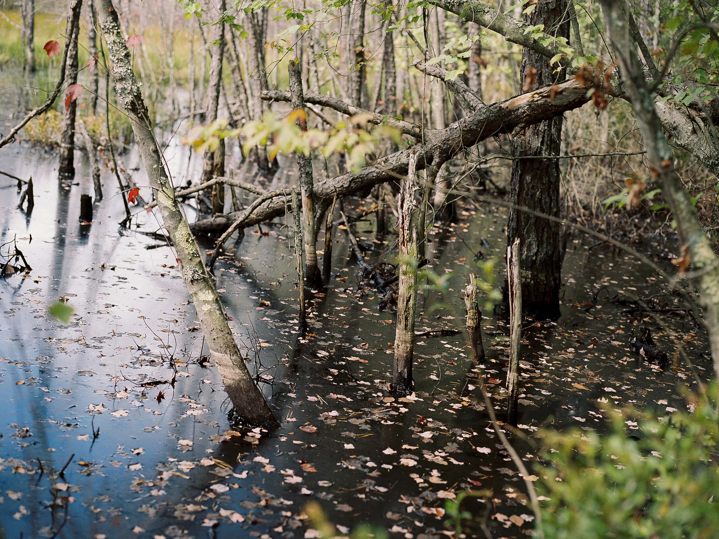 Black Run Preserve