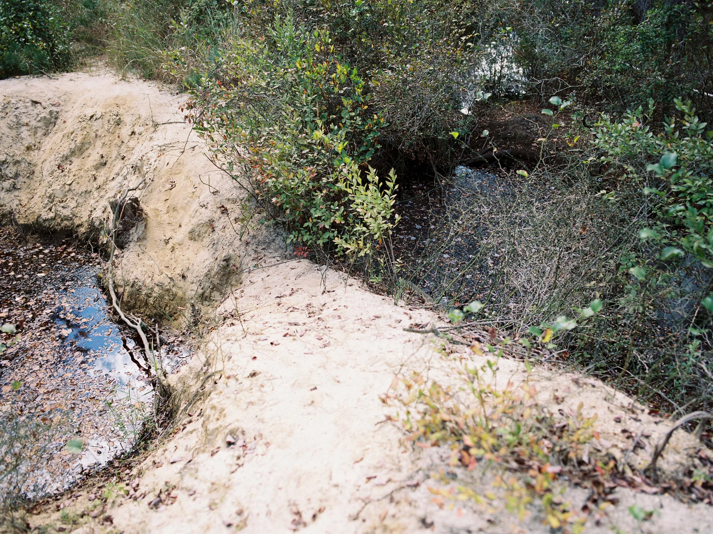 Abandoned Bog: Franklin Parker Preserve