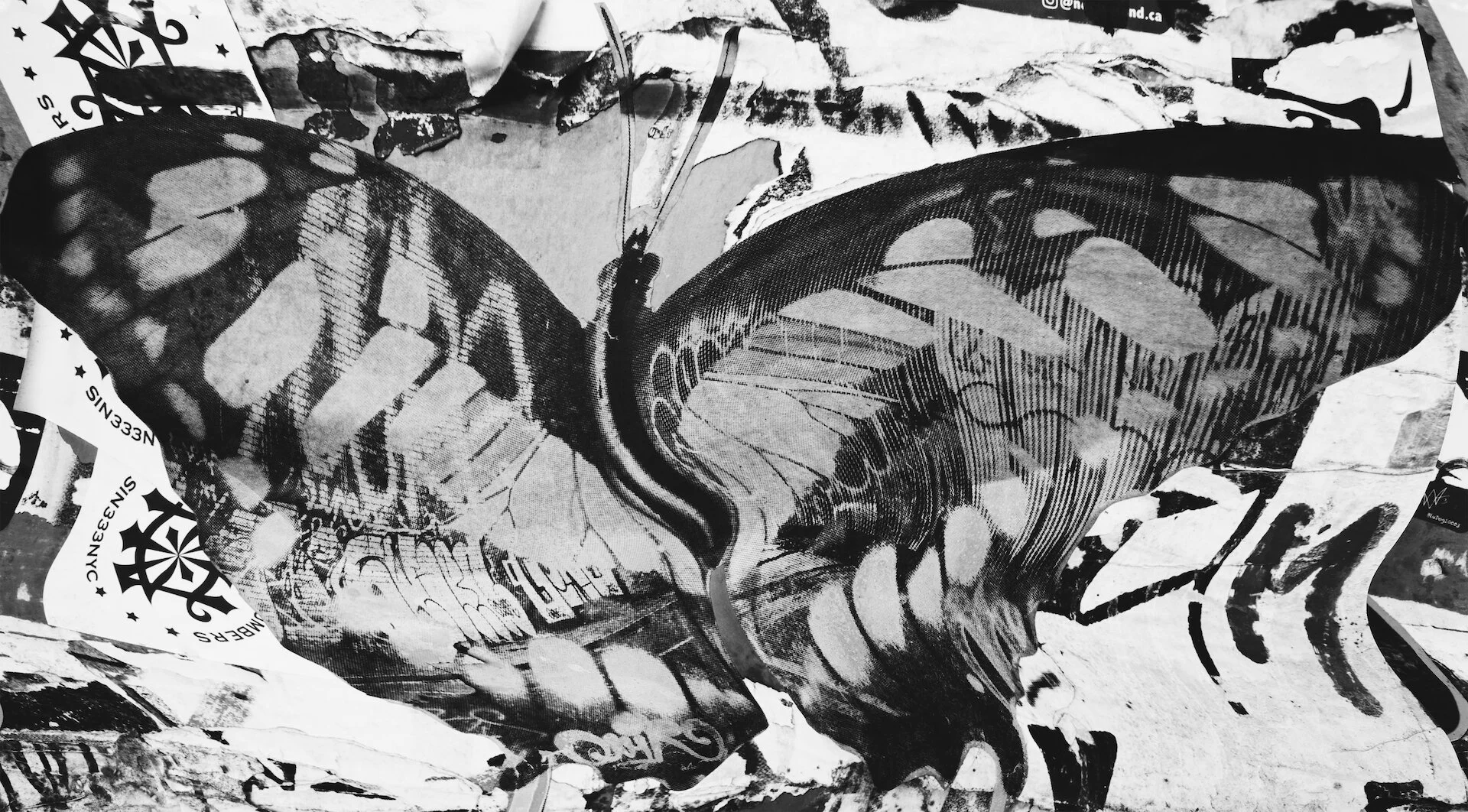 retro butterfly by Sara Miranda copy.jpg