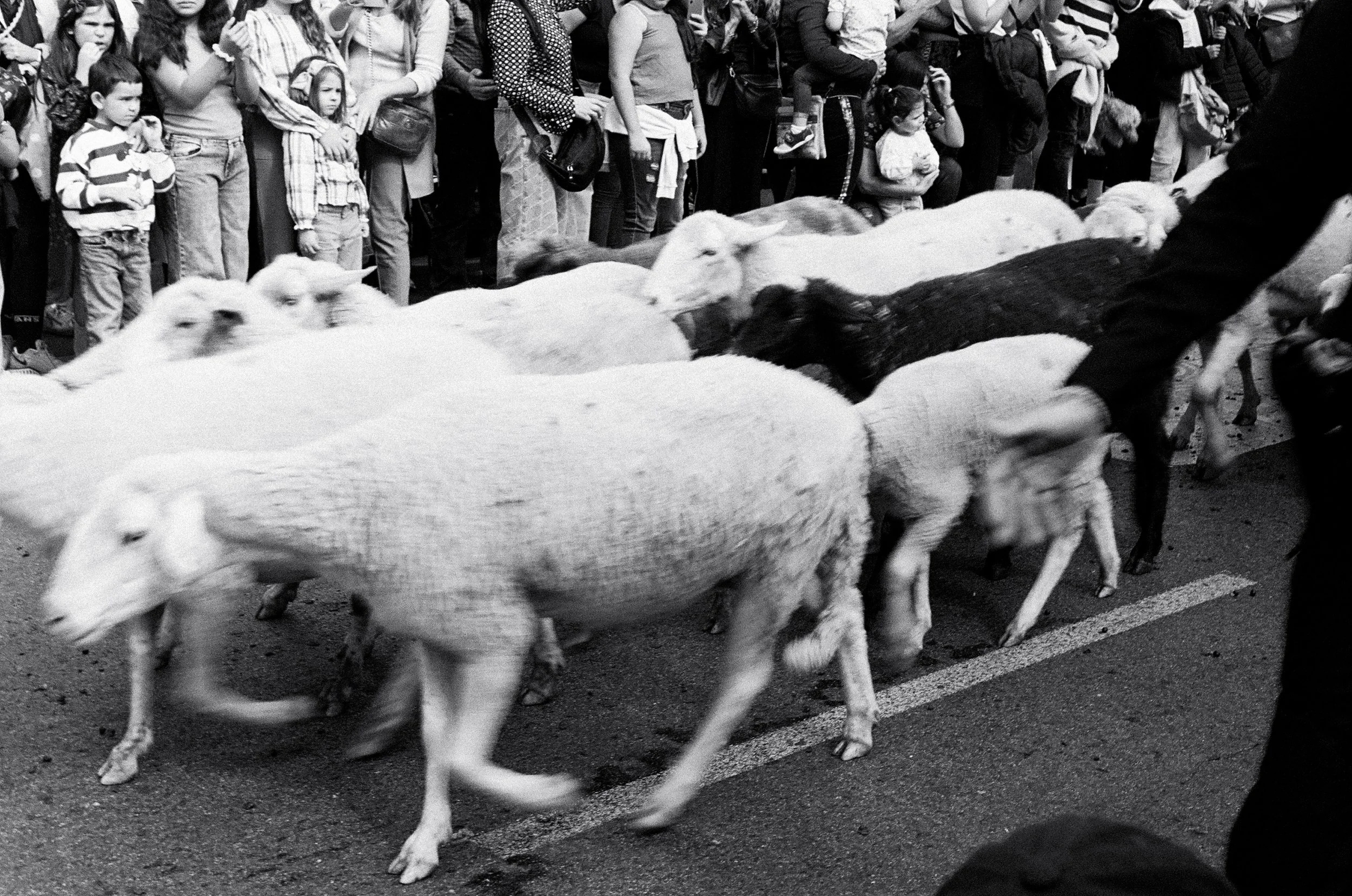 “Sheep and The Kids Looking at Them”(1).jpeg