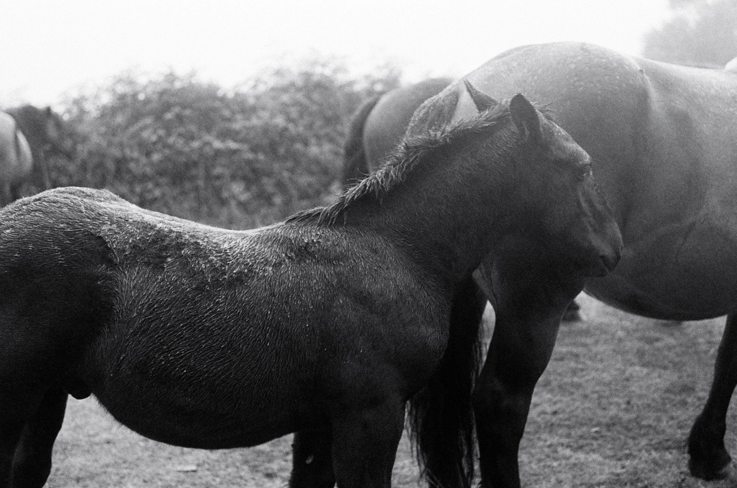 “Rained On”(1).jpeg