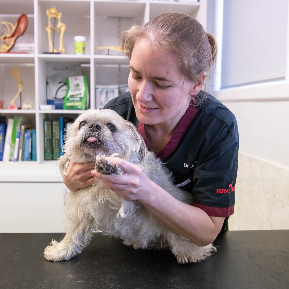Black Rock Animal Hospital | Veterinary clinic based in Bayside Melbourne -  full vet services for pets