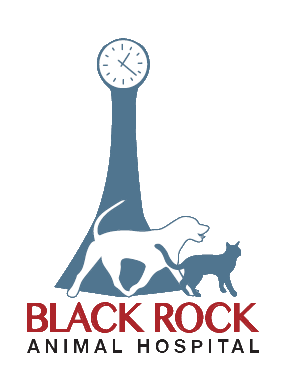 Black Rock Animal Hospital | Veterinary clinic based in Bayside Melbourne -  full vet services for pets
