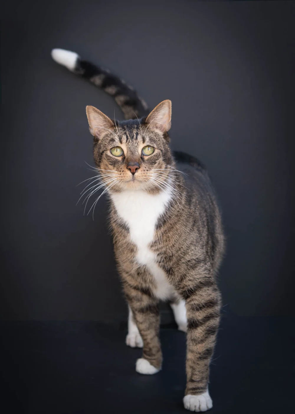 About Us — Black Rock Animal Hospital