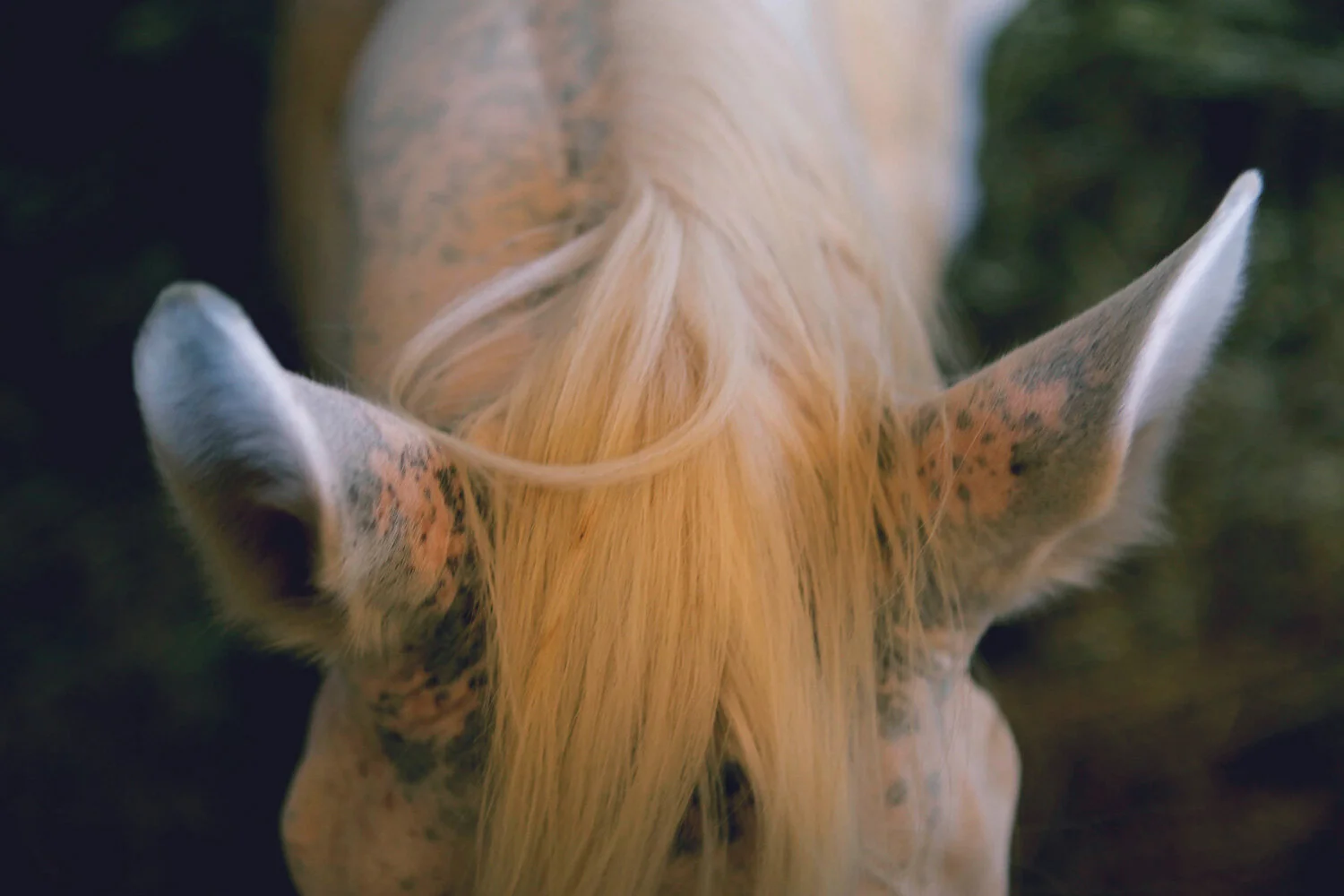 ears-horse-pet-acoustics.jpg