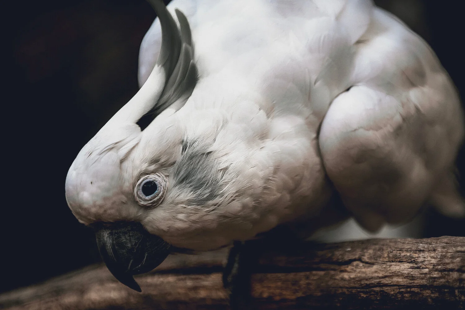 ears-parrot-pet-acoustics.jpg