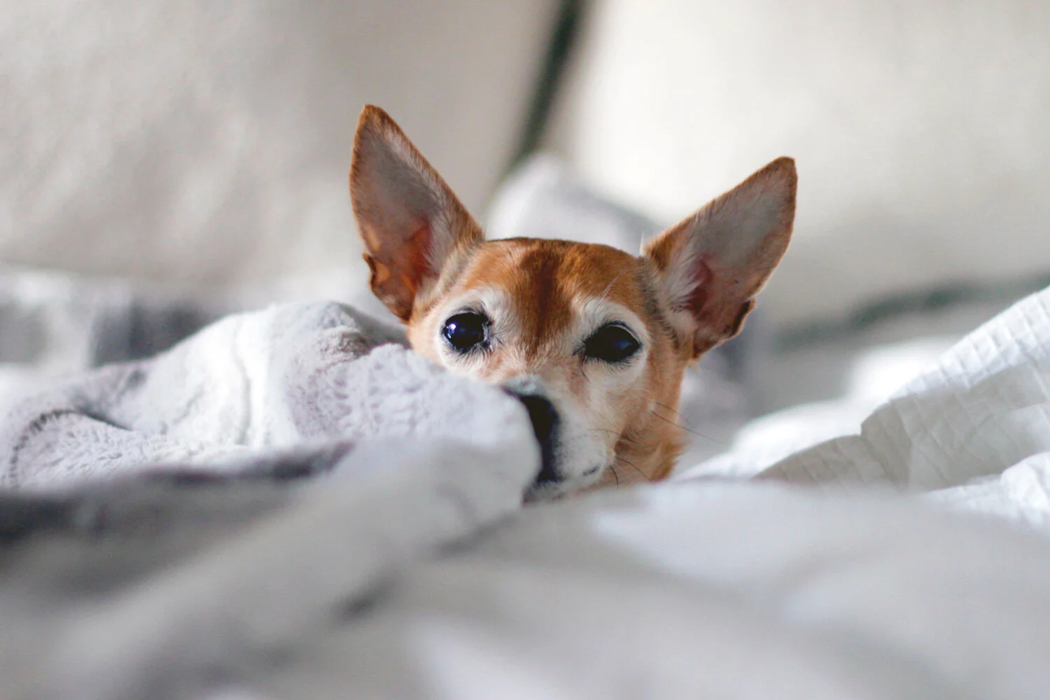 dog-pet-acoustics.jpg