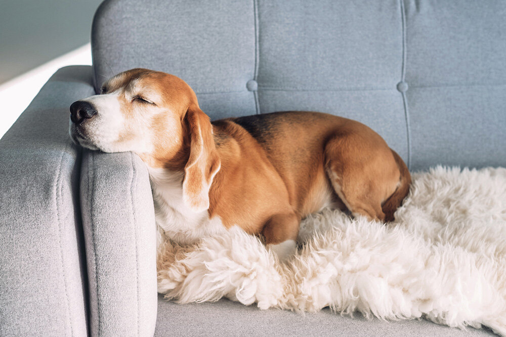 canine calming music