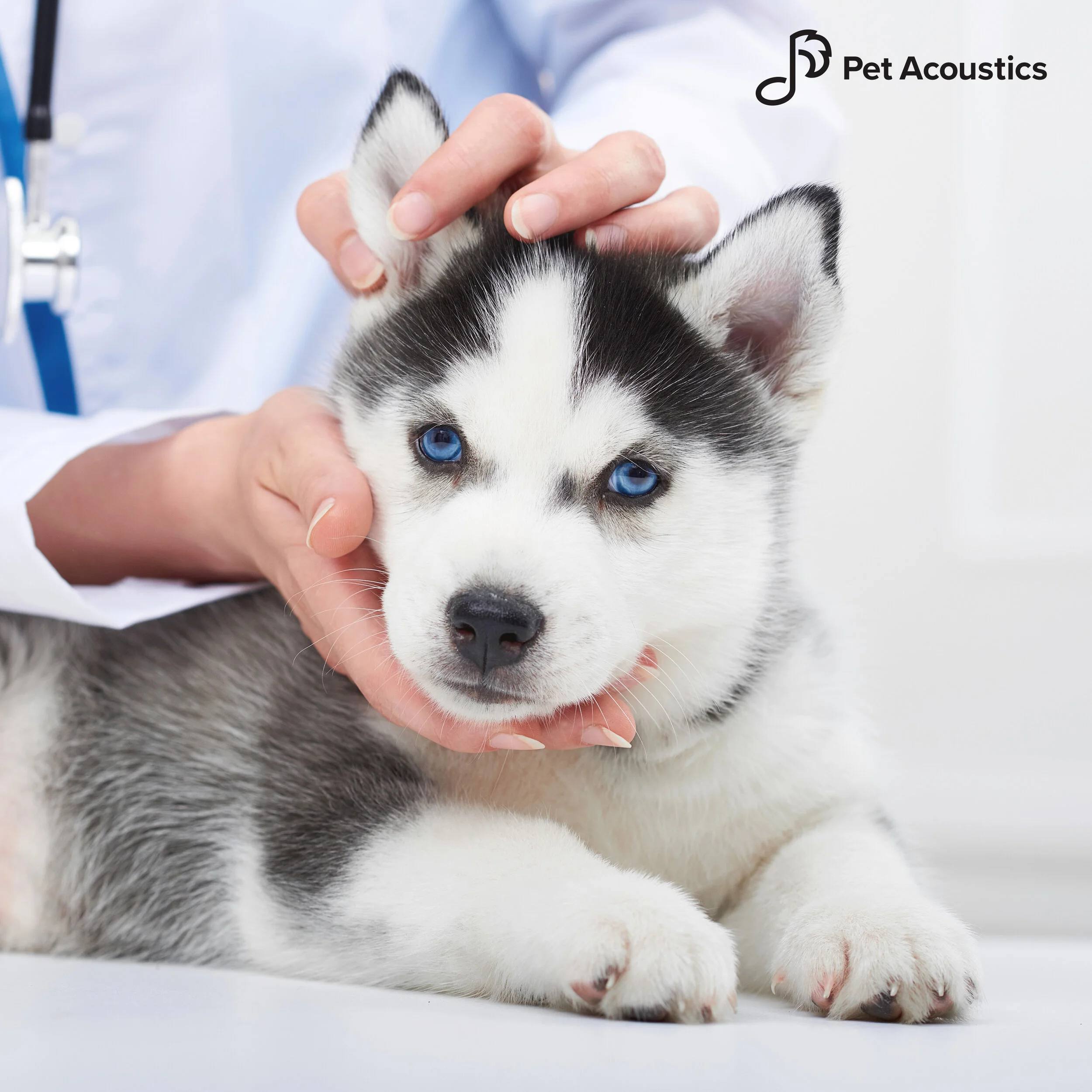 Stories of Veterinary Compassion