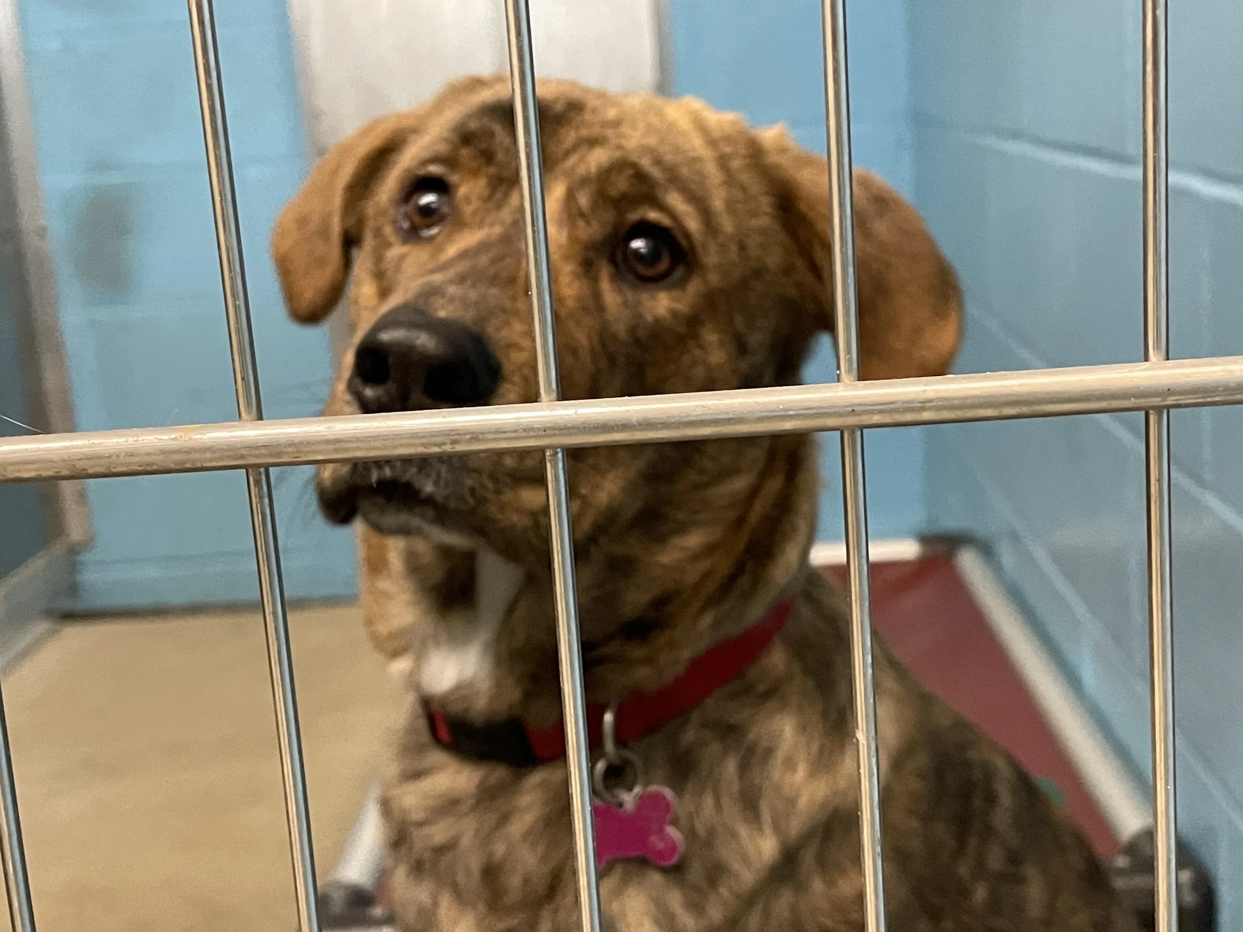 Gift a Rescue Shelter