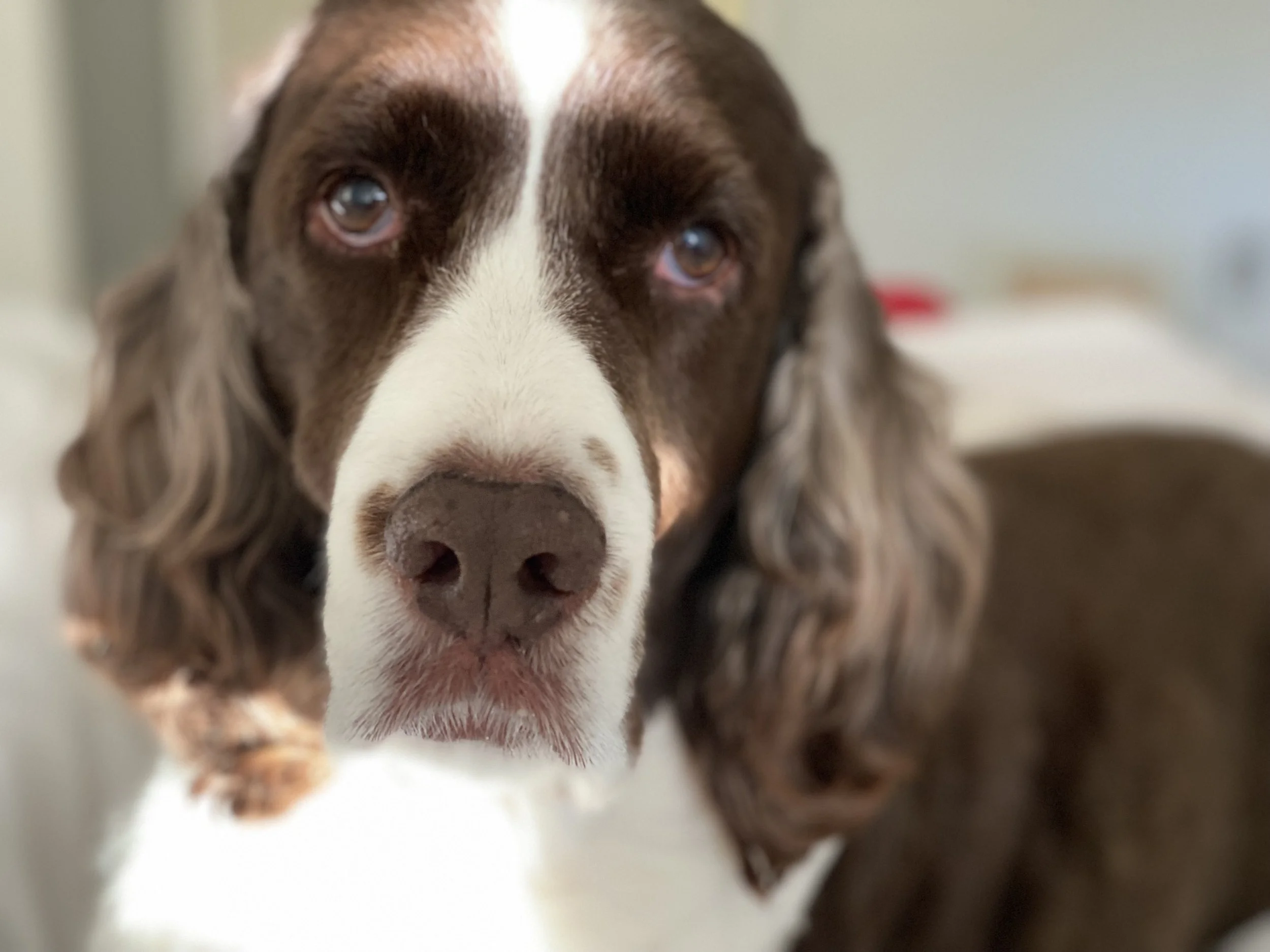 When Your Dog Has Arthritis