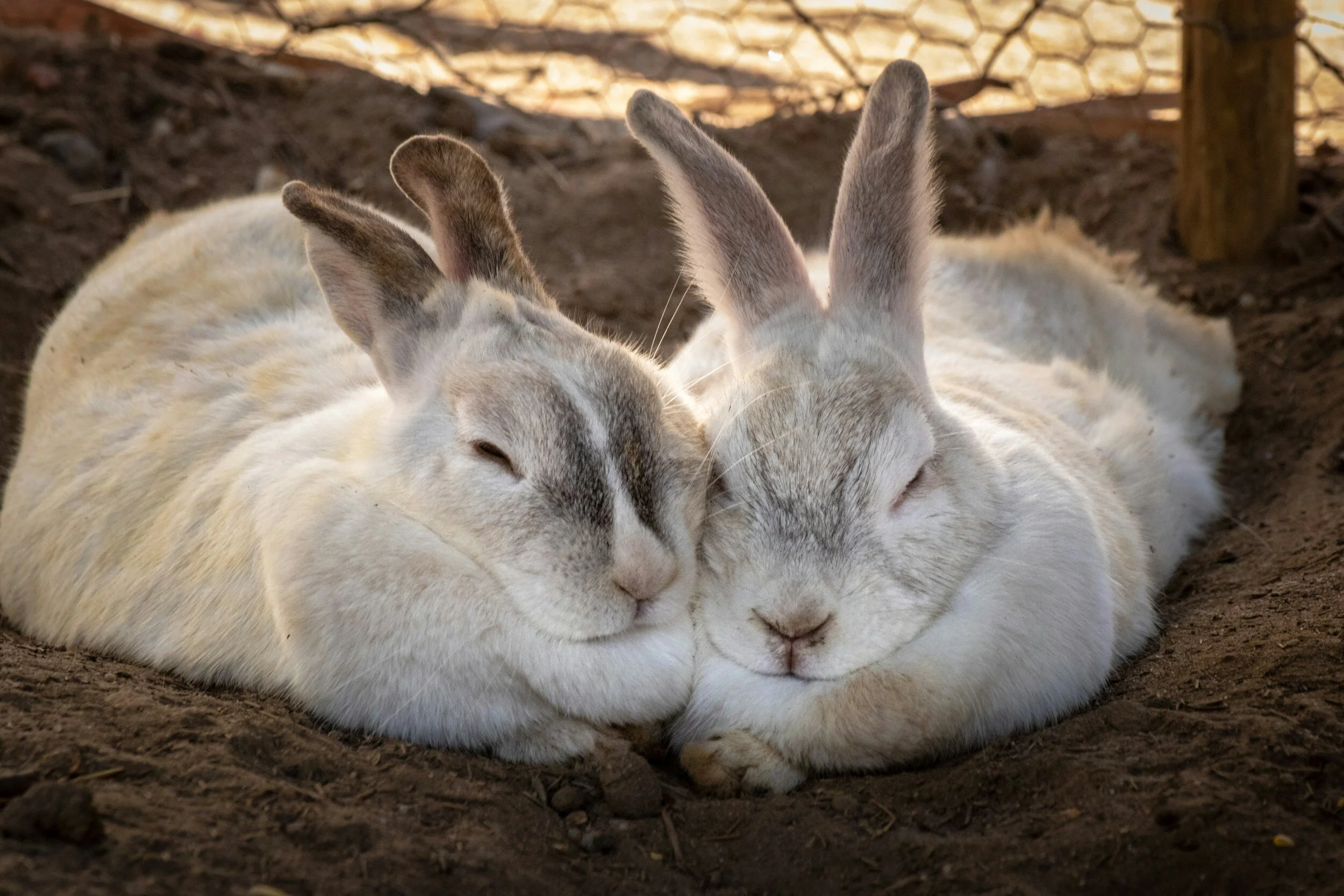 Rabbit Ears and Their Health — Pet Acoustics