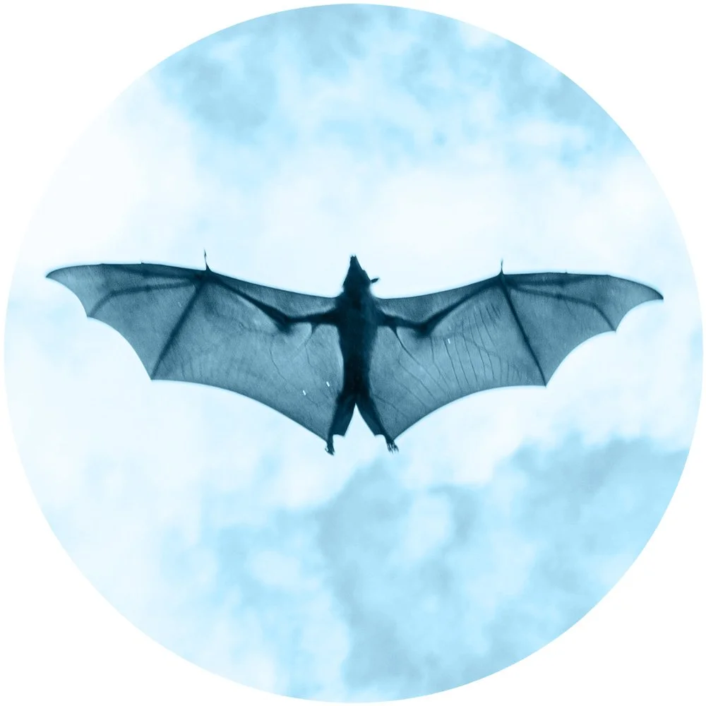 Bat and Cricket
