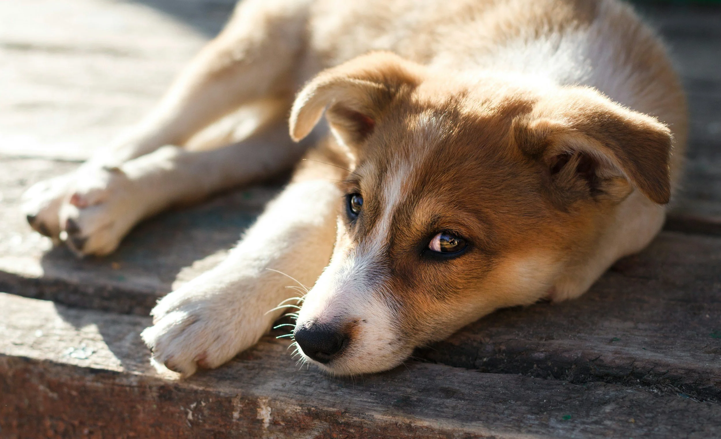 What Is Pet Music?