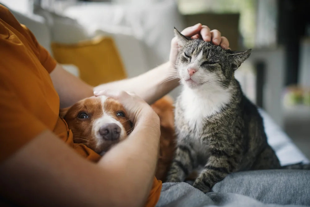 Can Cats Hear Dog Whistles? Exploring Feline Hearing