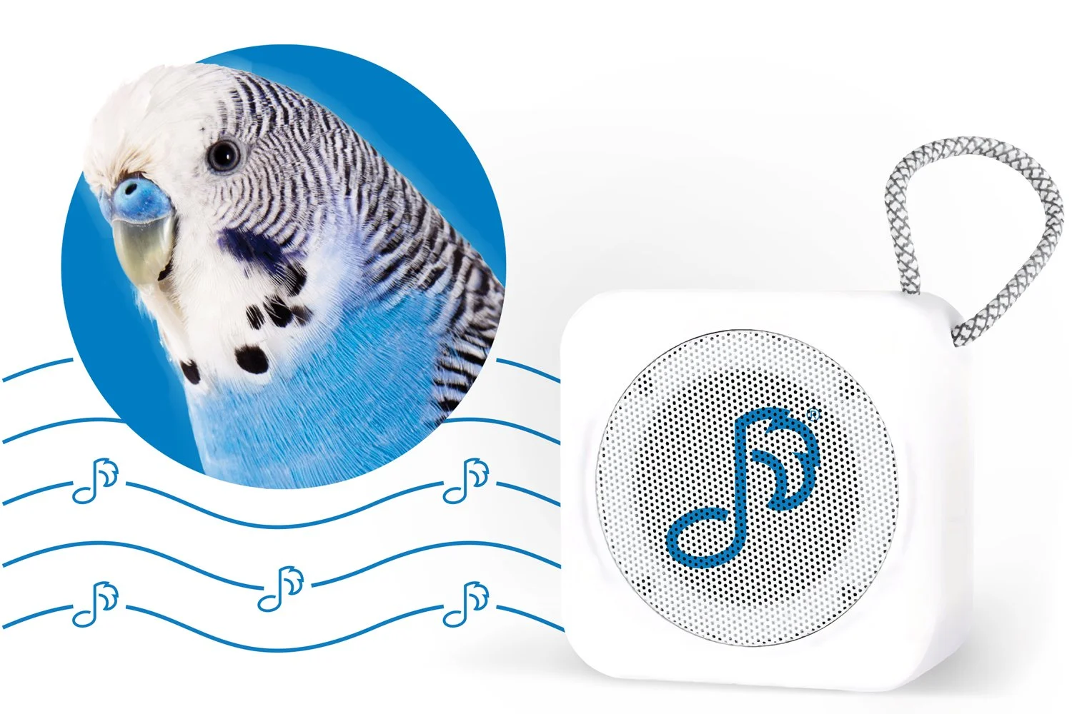 hero-pet-acoustics-speaker-avine.jpg