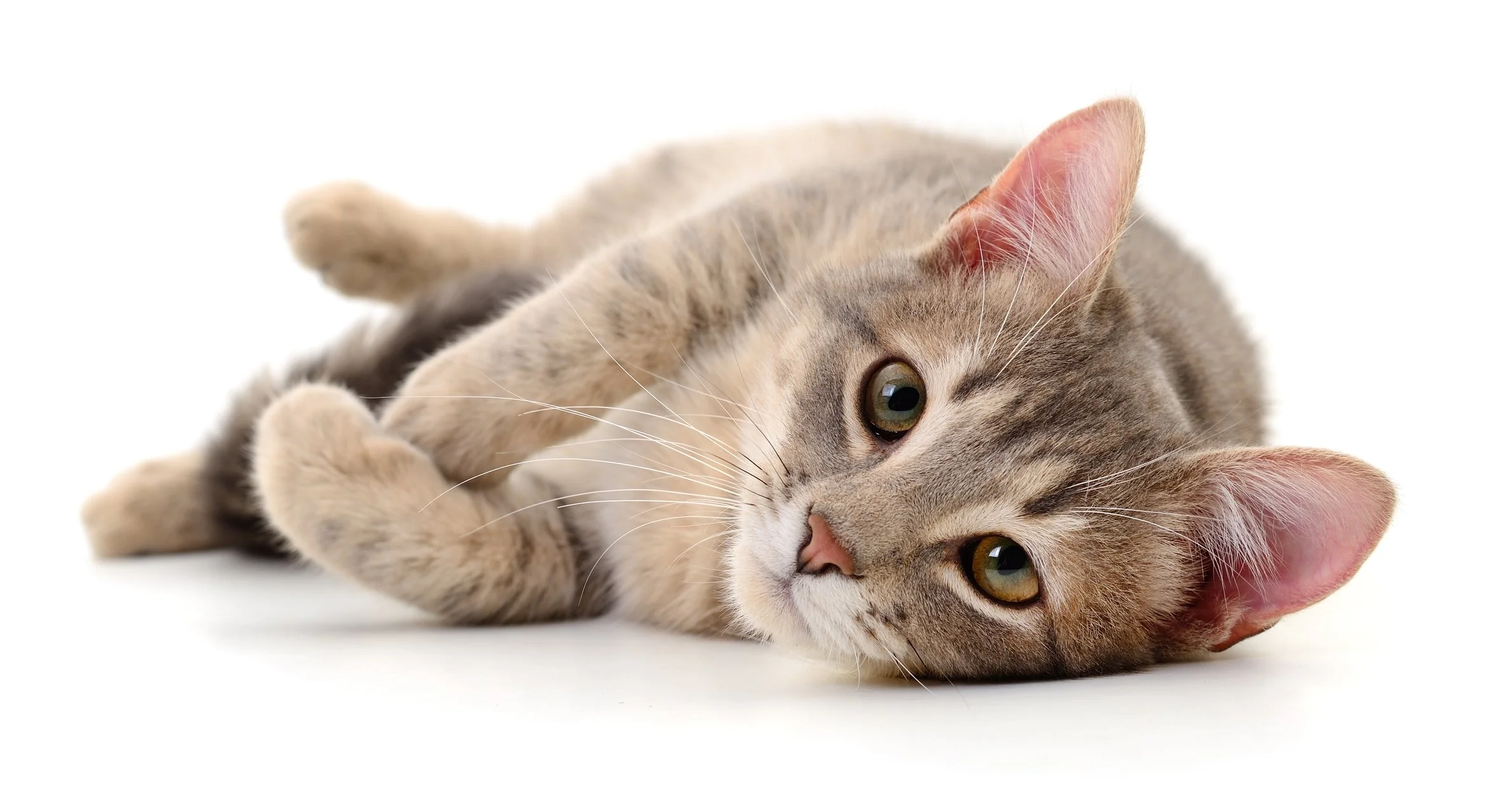 Feline Hearing Loss: What Every Cat Parent Should Know 
