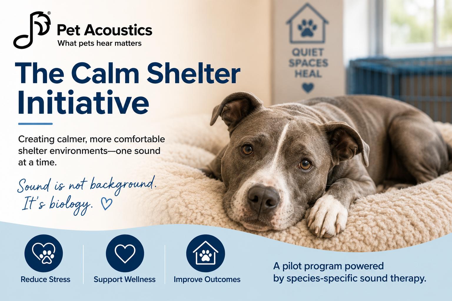 The Calm Shelter Initiative