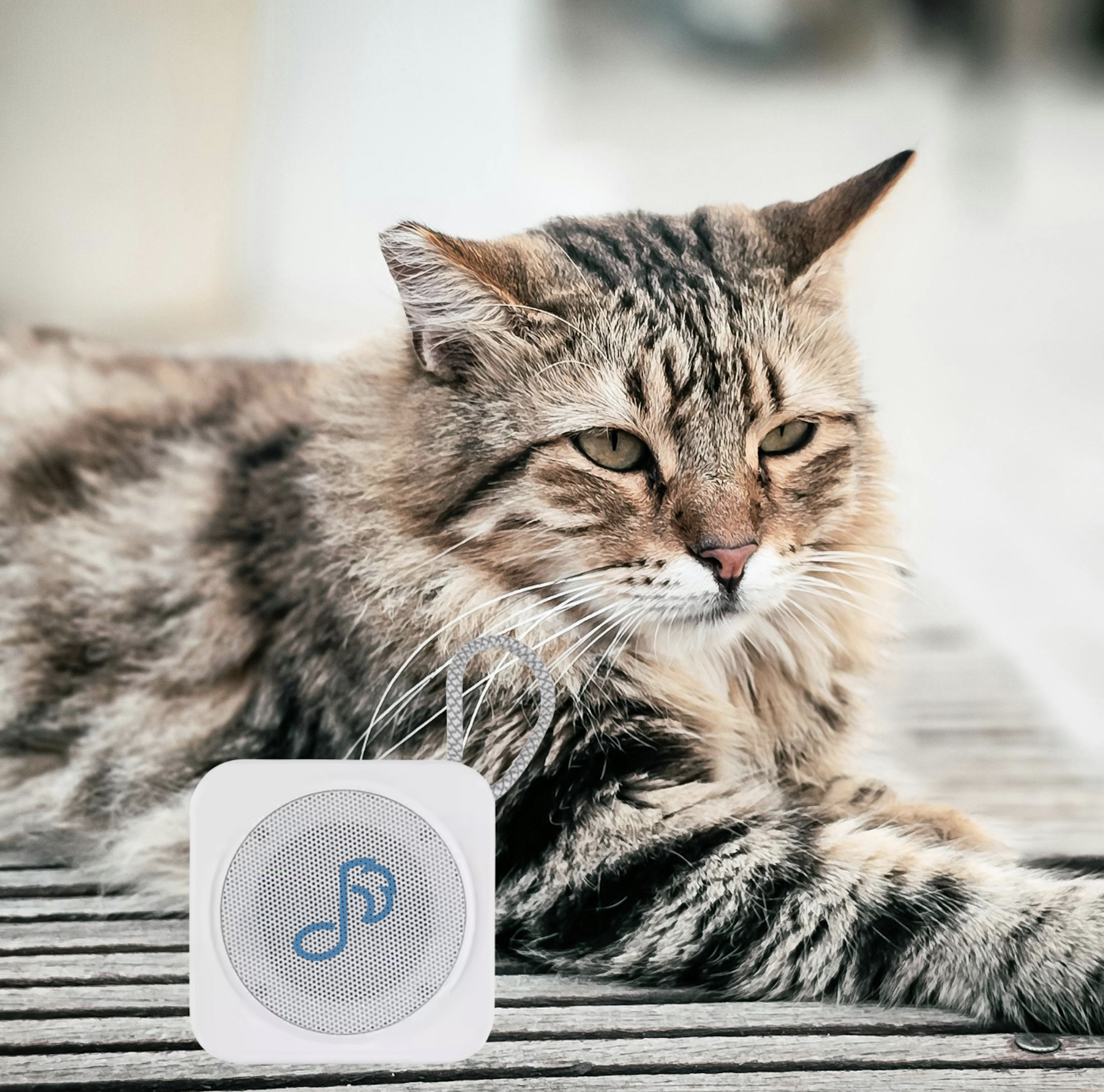 Cat with whie speaker.png