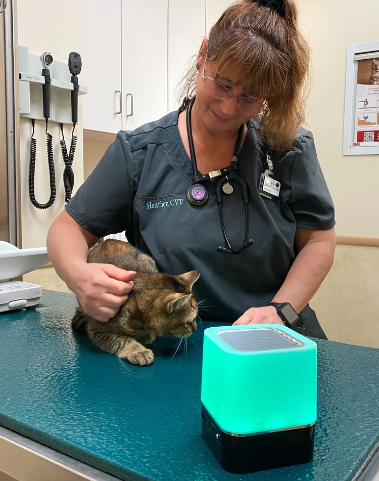 Photo inspiration: Feline Calming Therapy Techniques Reference: Clinical Study Proves Benefits Of Feline Specific Music Through