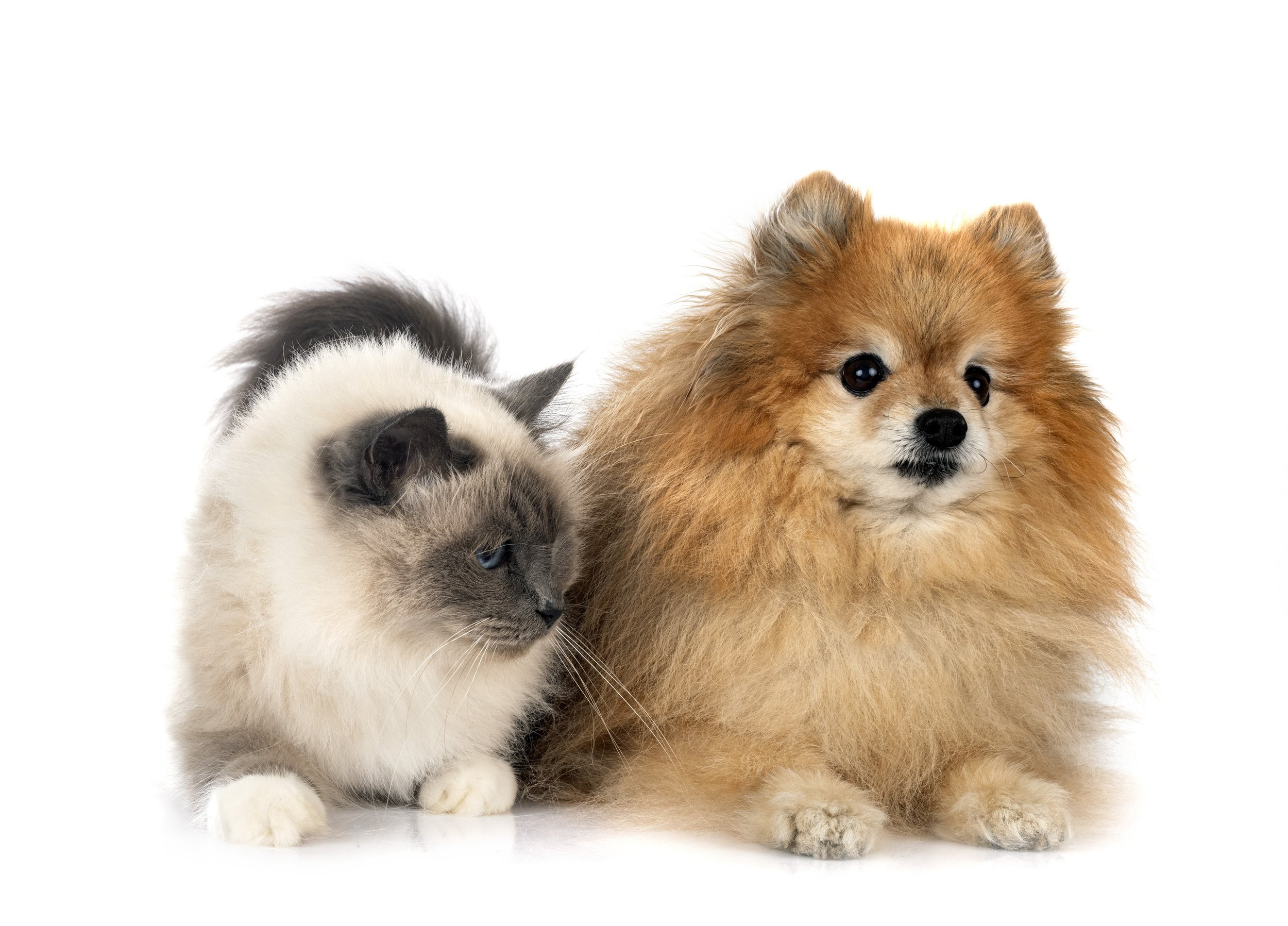 National Pet Hearing Health Week — Pet Acoustics®