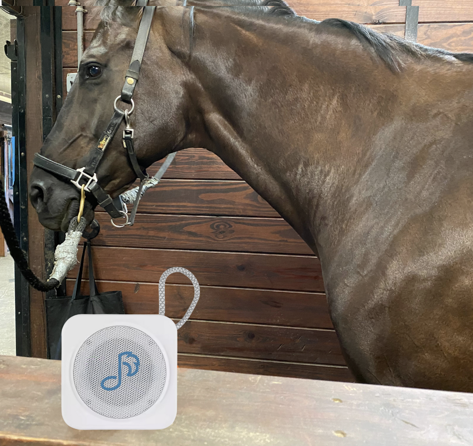 Horse with white speaker.png